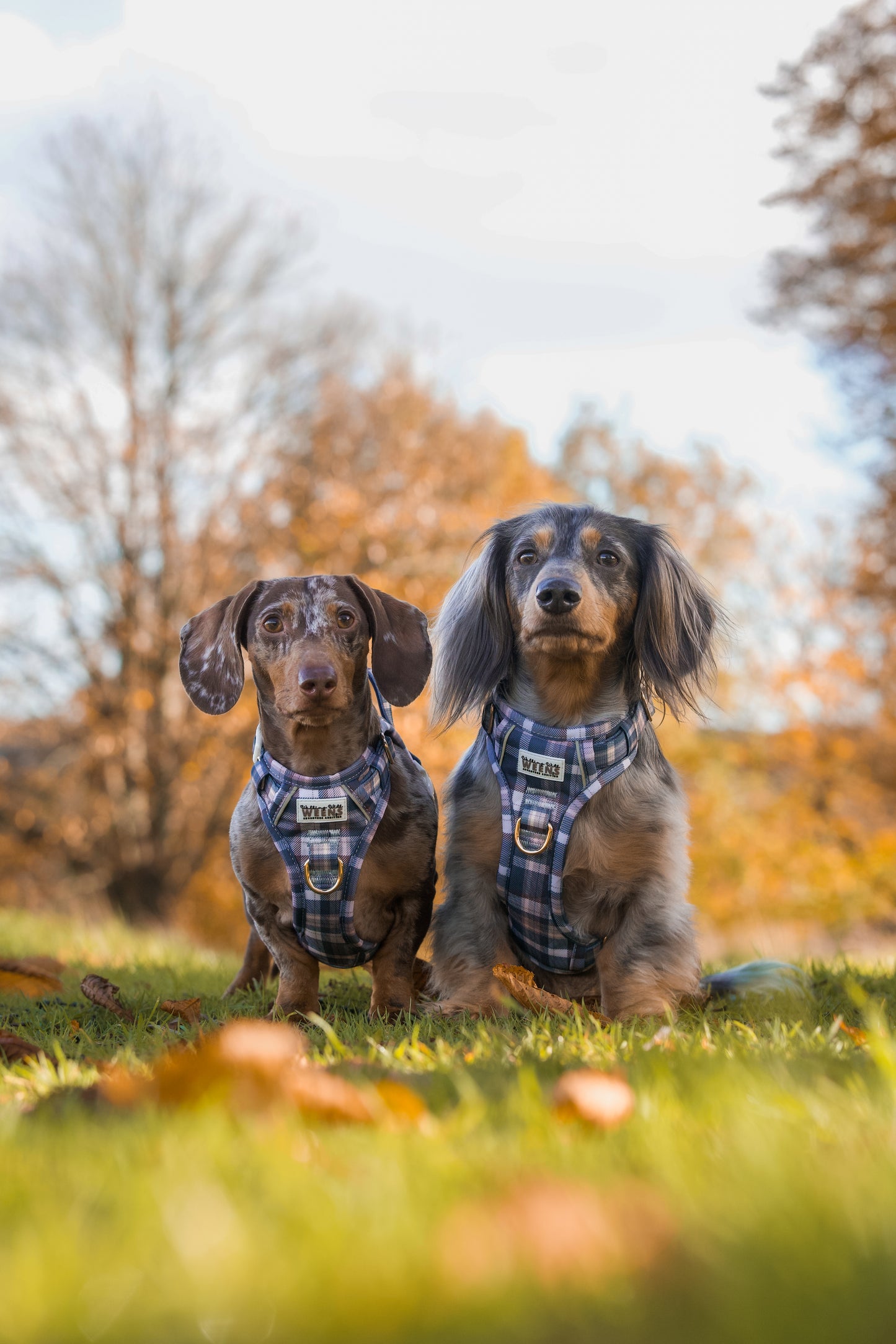 Frosted Flannel - Adventure Addition