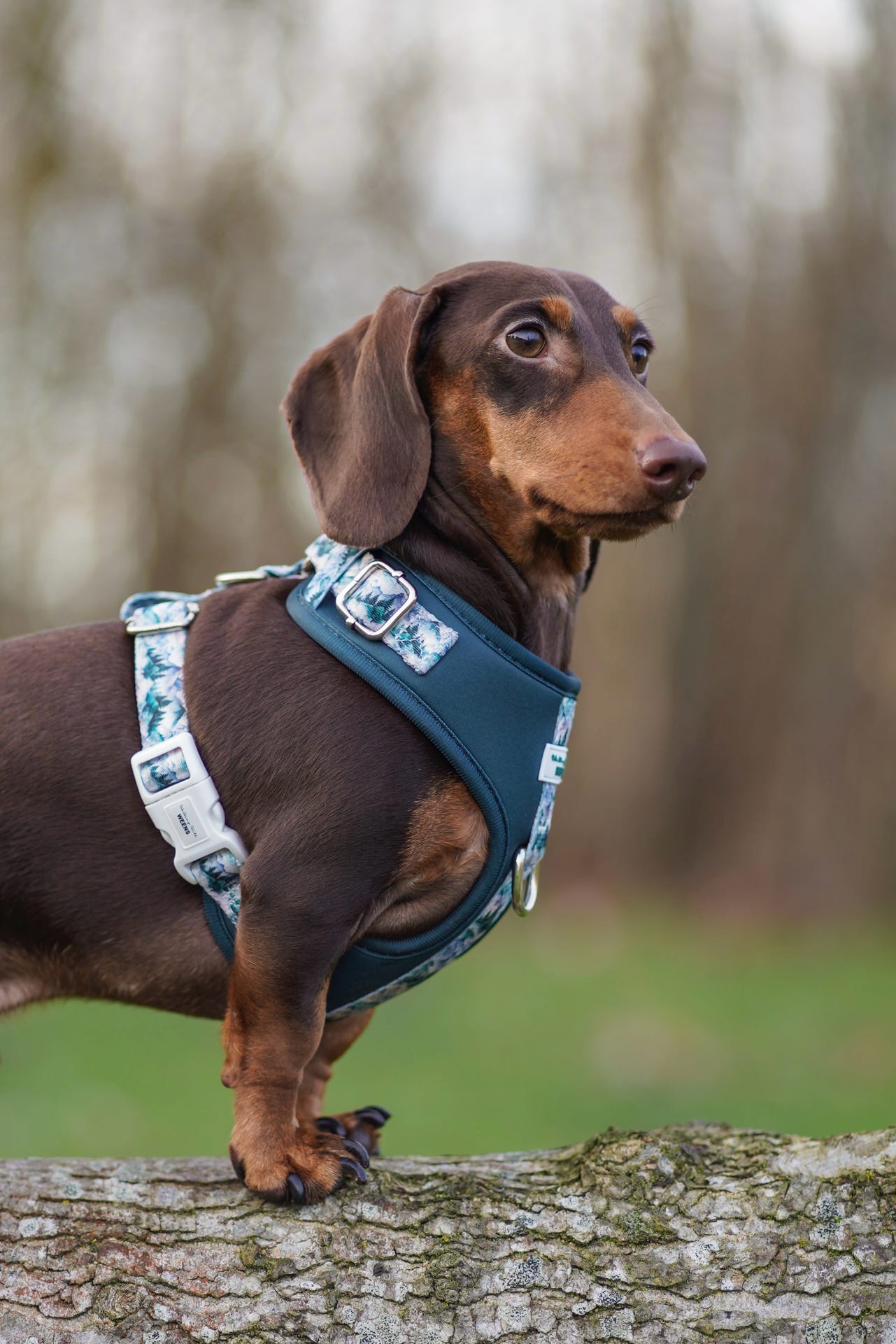 SECONDS - Hidden Highlands - Adjustable Harness