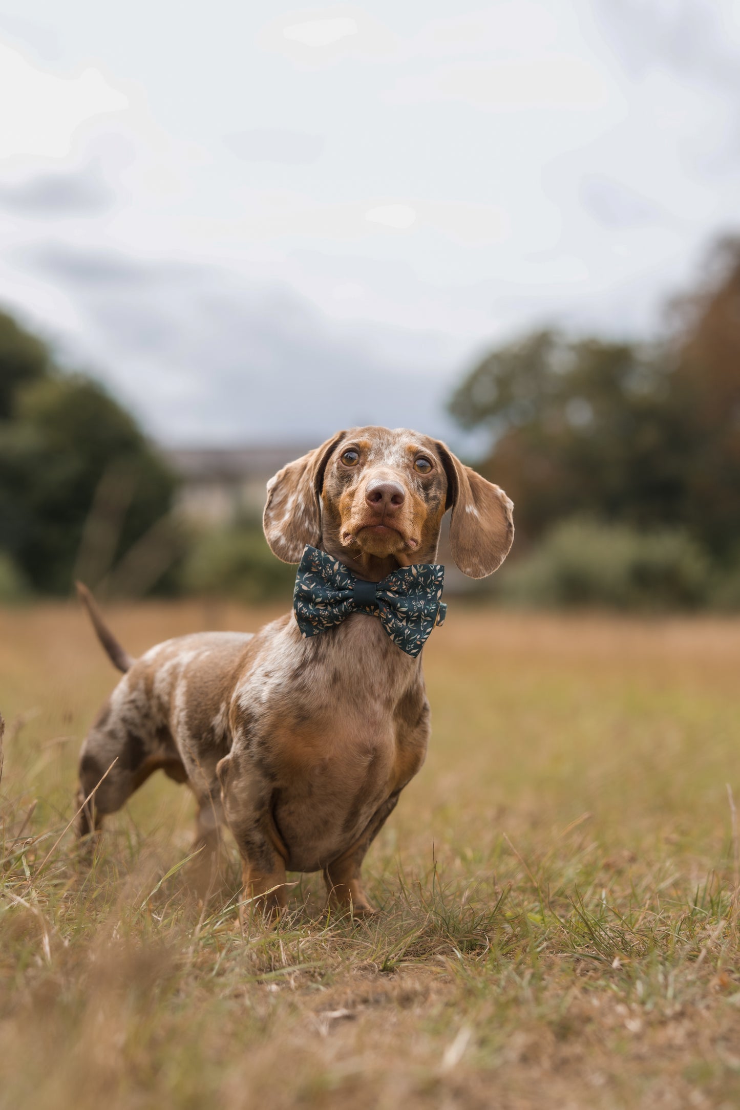 Mossy Meadows - Bow Tie