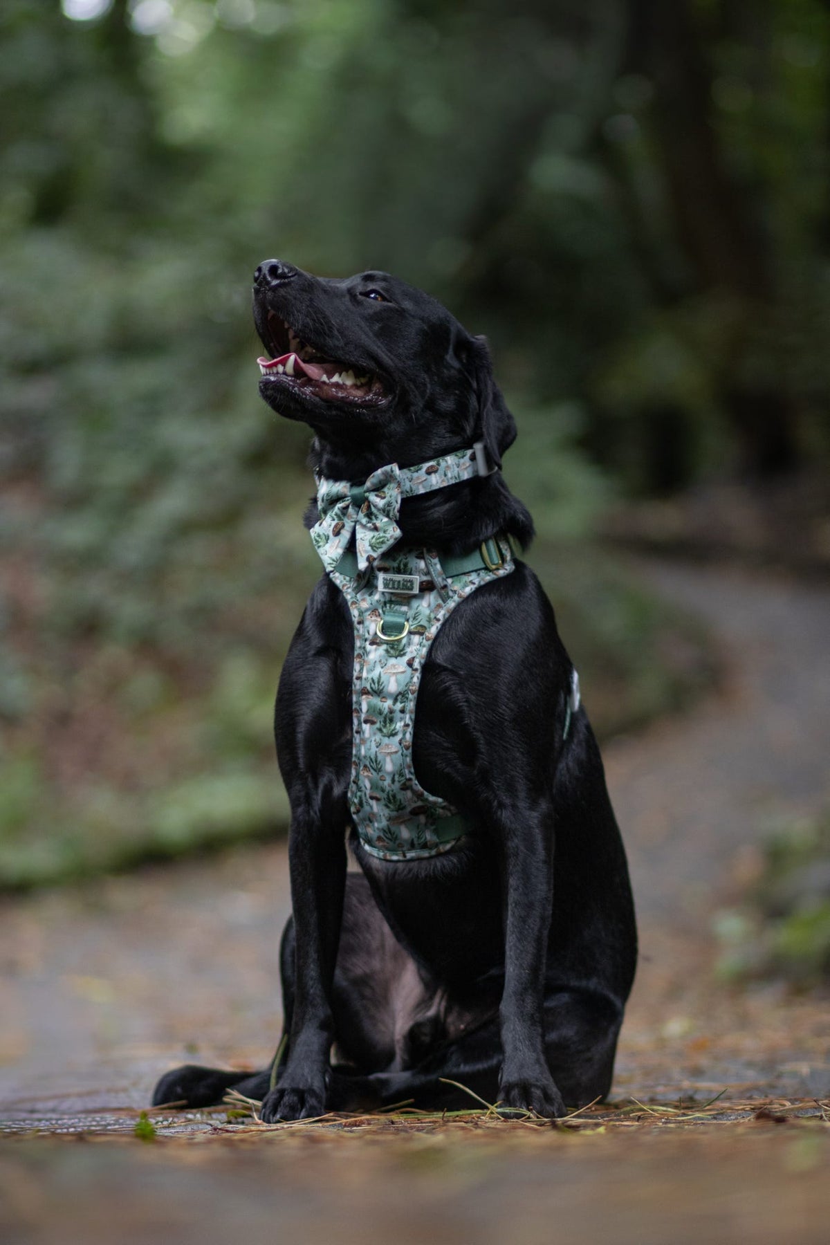 Fern Forest - Collar