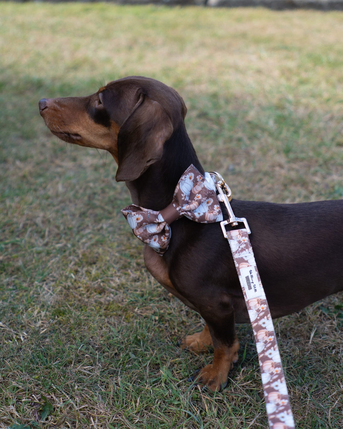 Autumn Acres - Bow Tie