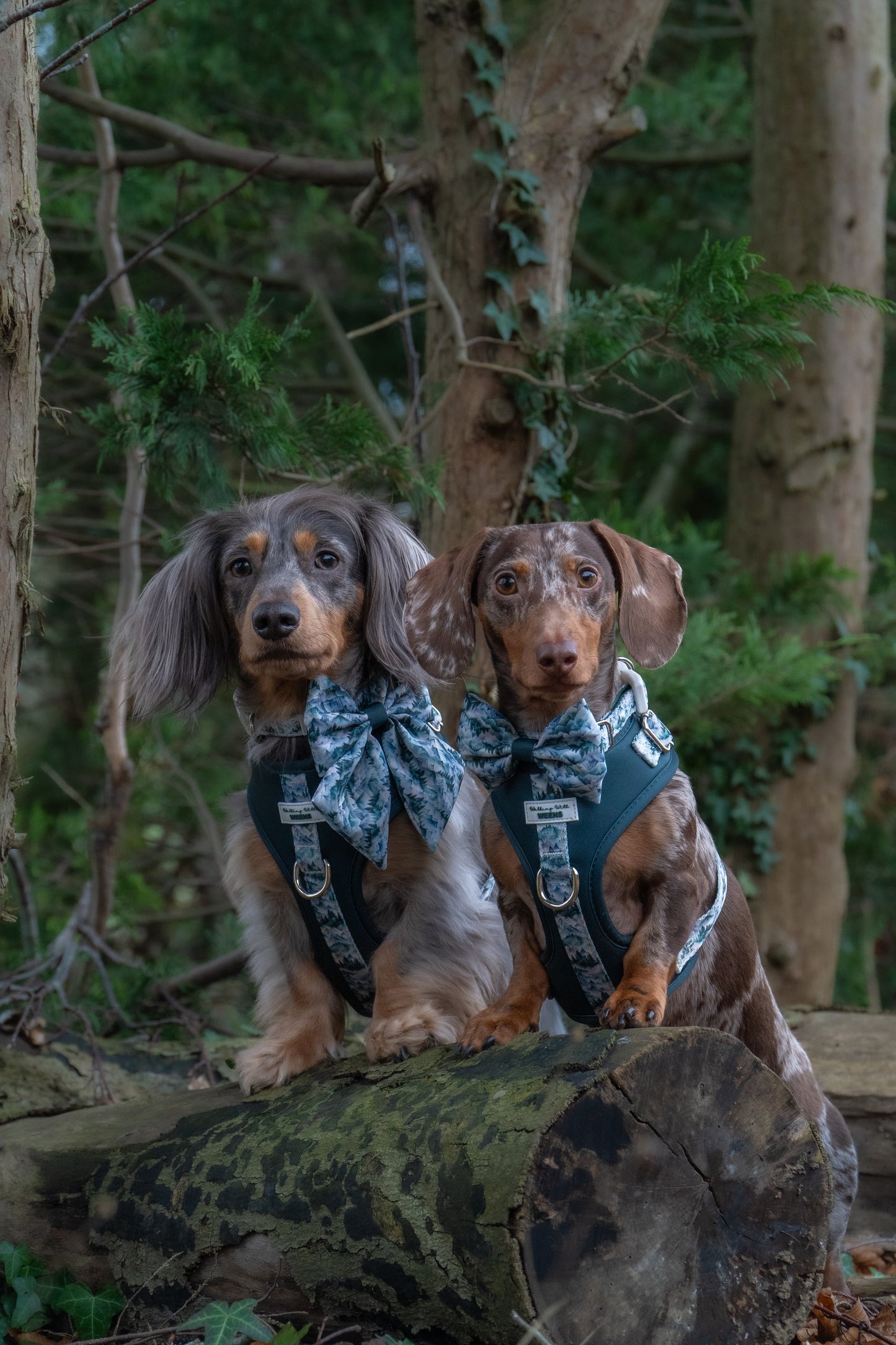 SECONDS - Hidden Highlands - Adjustable Harness