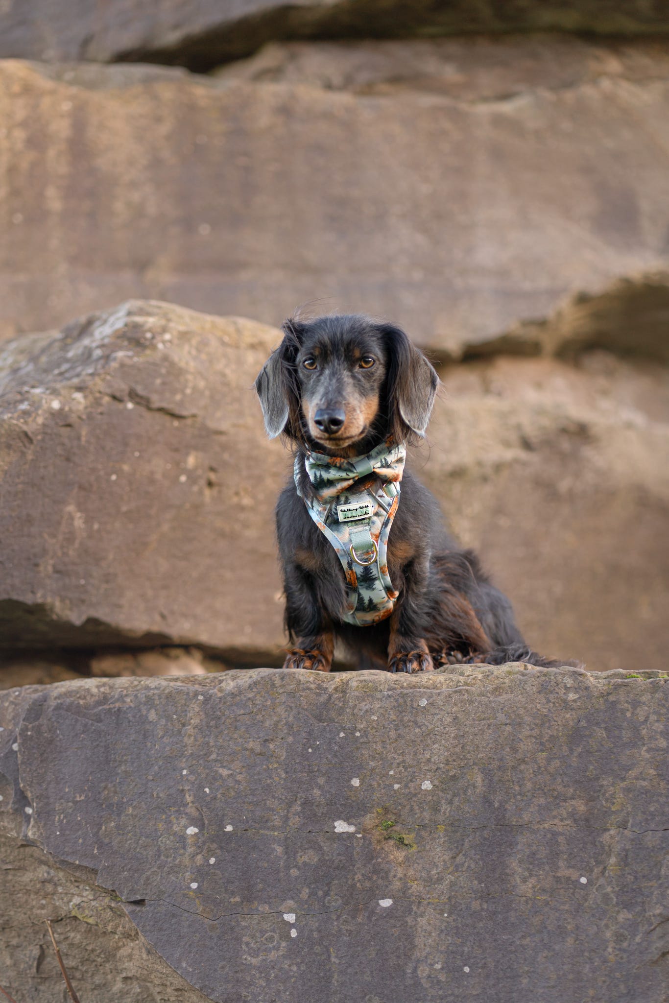 Pinewood Peaks - Bow Tie