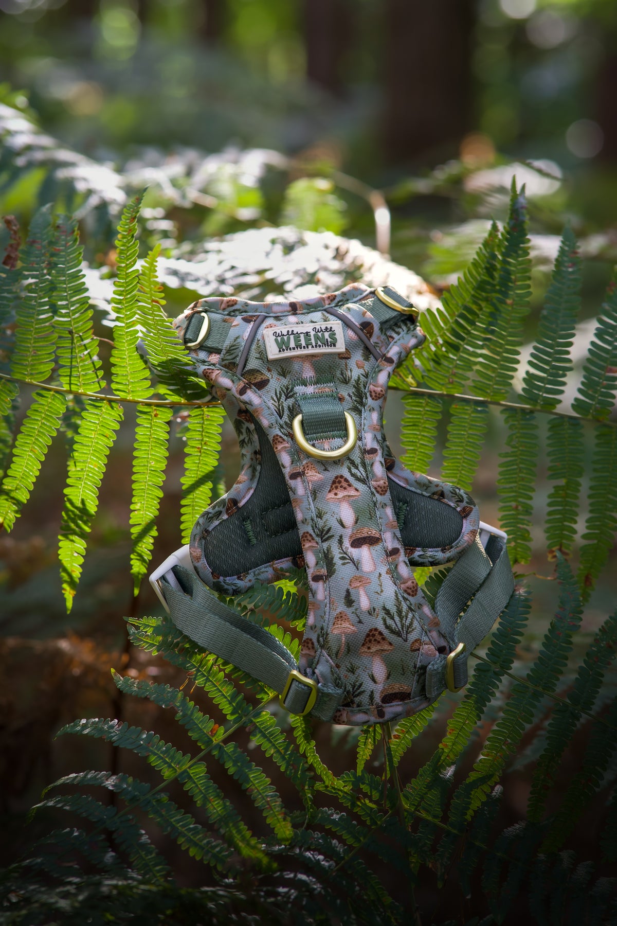 Fern Forest - Adventure Addition