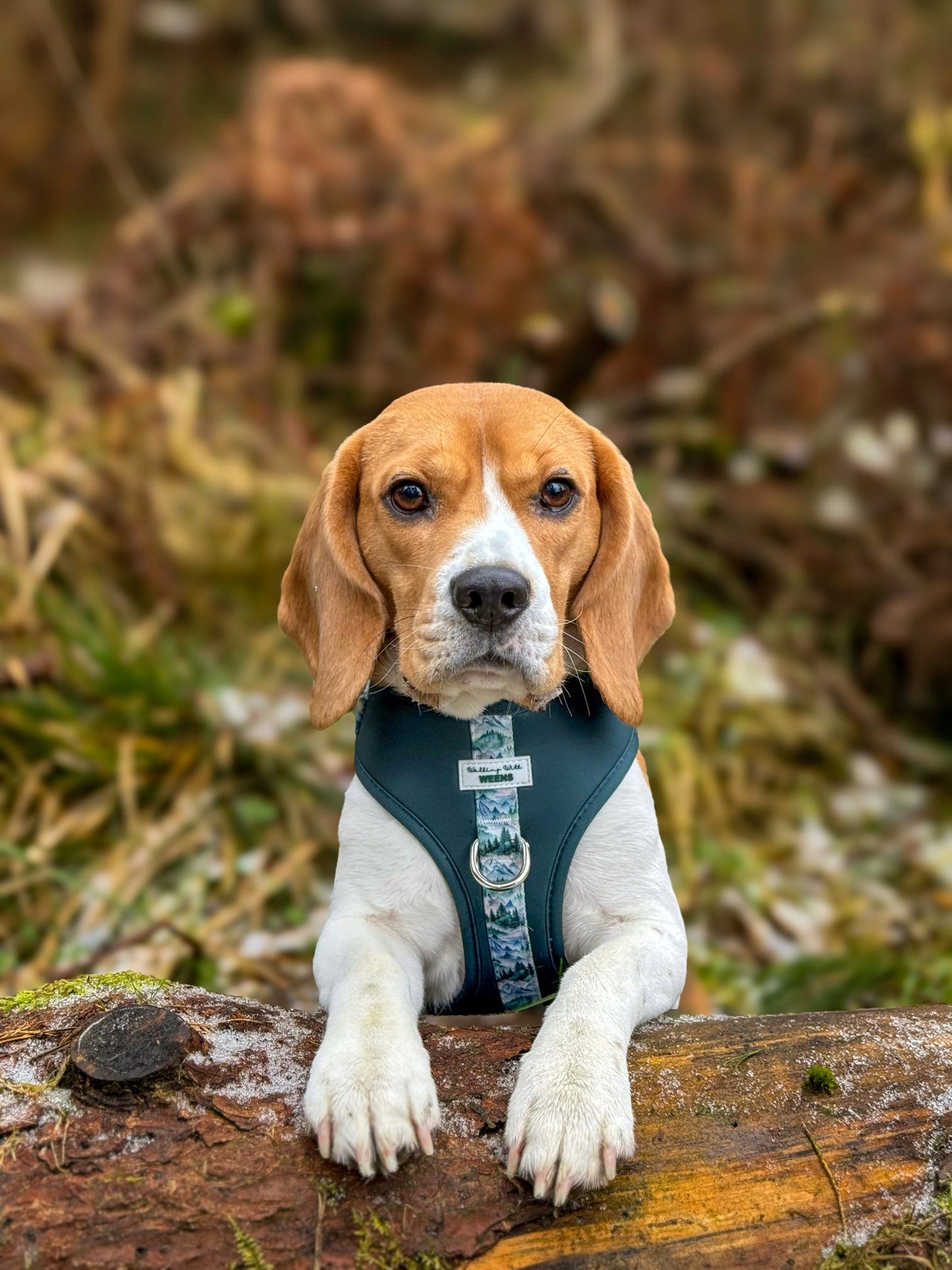 Hidden Highlands - Adjustable Harness