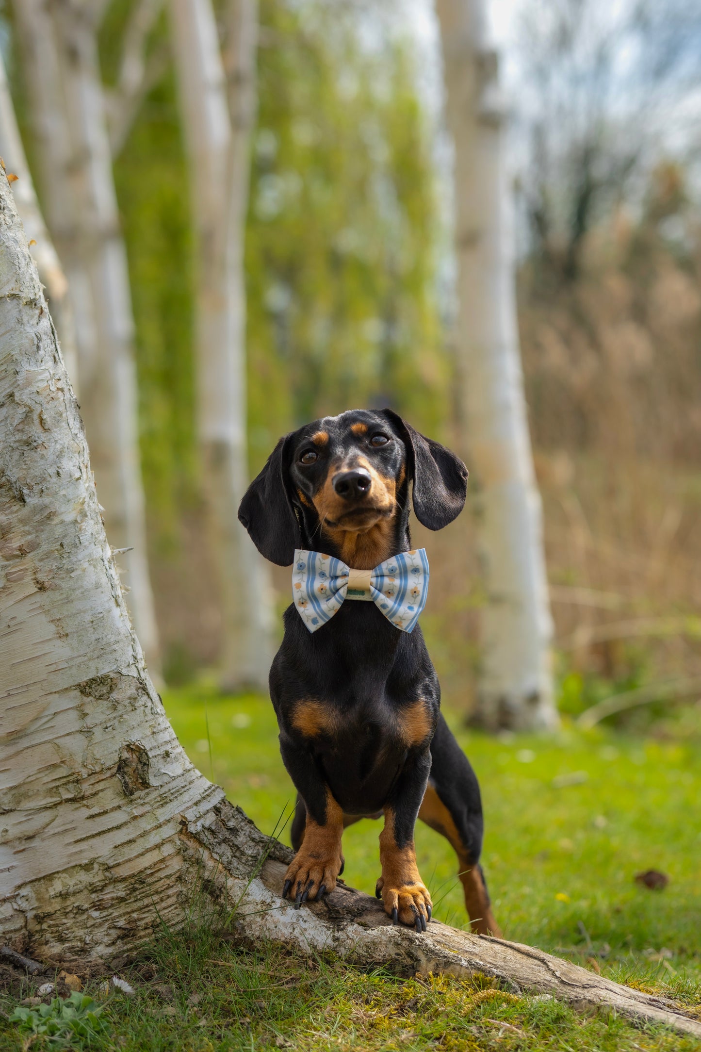Buttercup Breeze - Bow Tie
