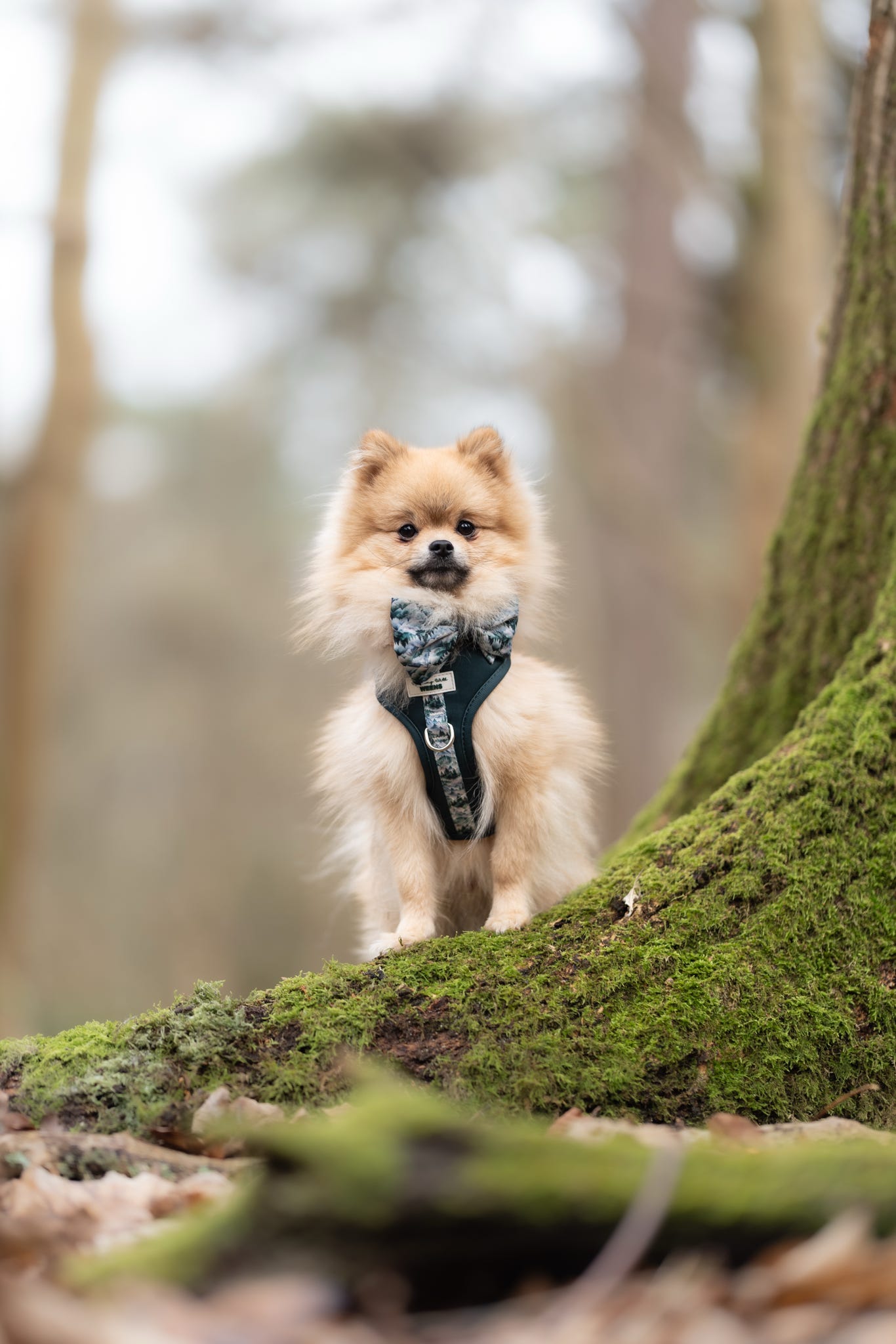 SECONDS - Hidden Highlands - Adjustable Harness