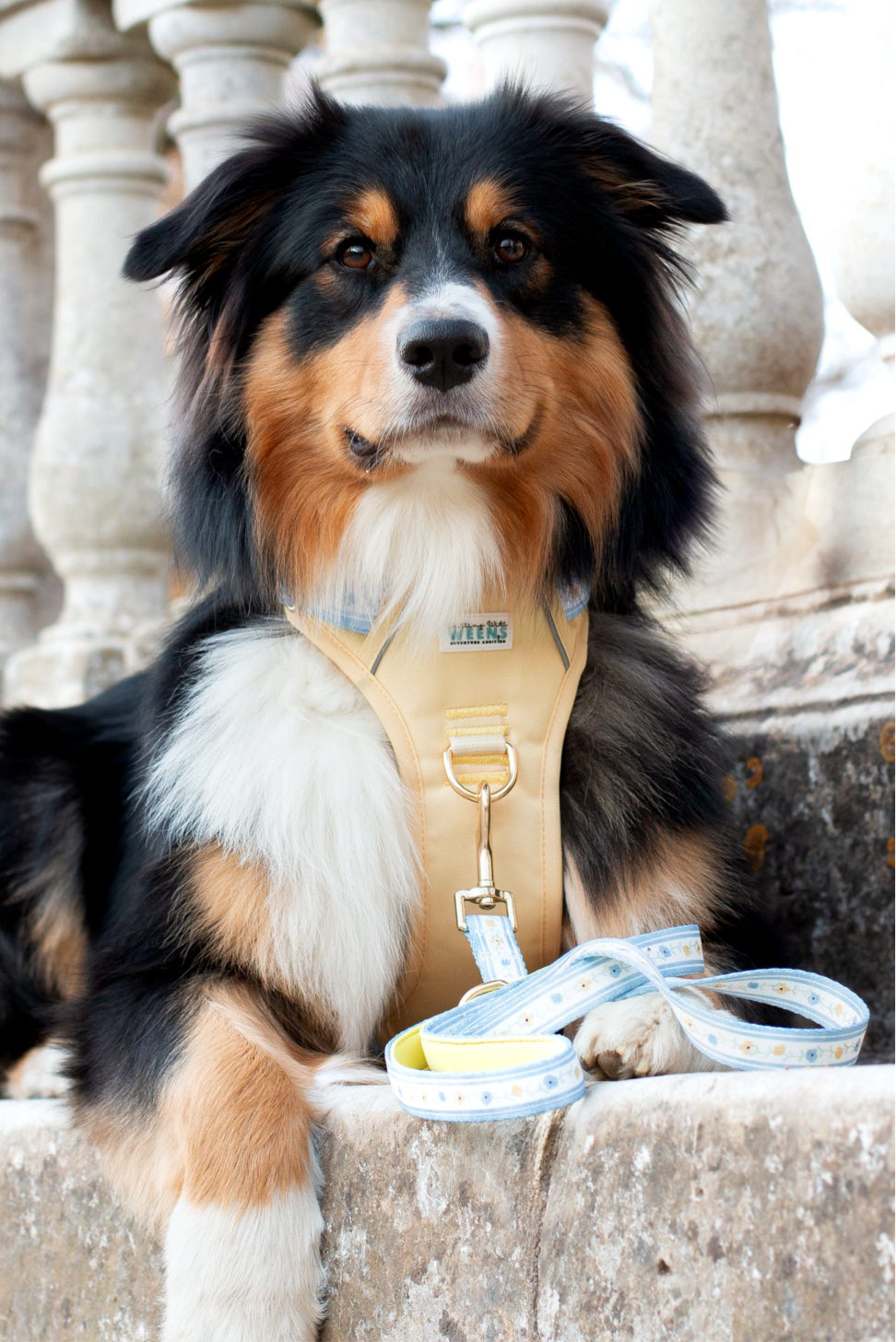 Buttercup Breeze - 4ft Lead