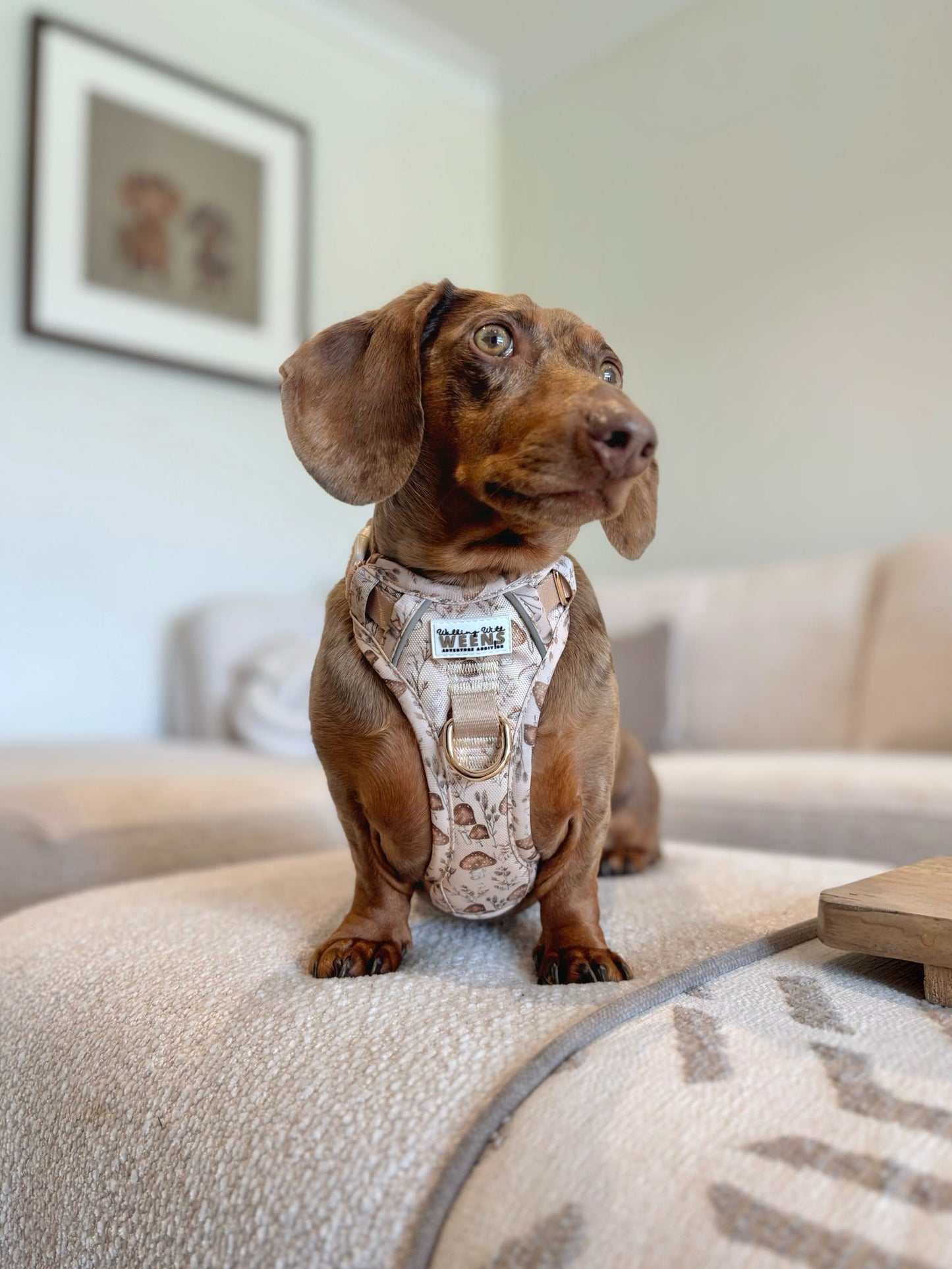 Sepia Shrooms - Adventure Addition