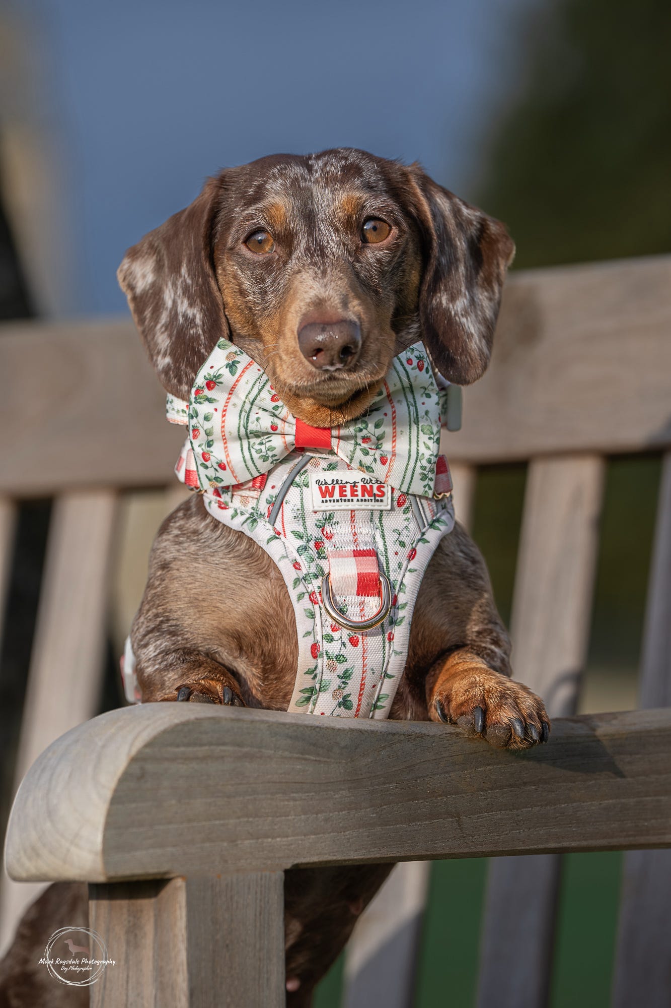 Berries and Bloom - Bow Tie