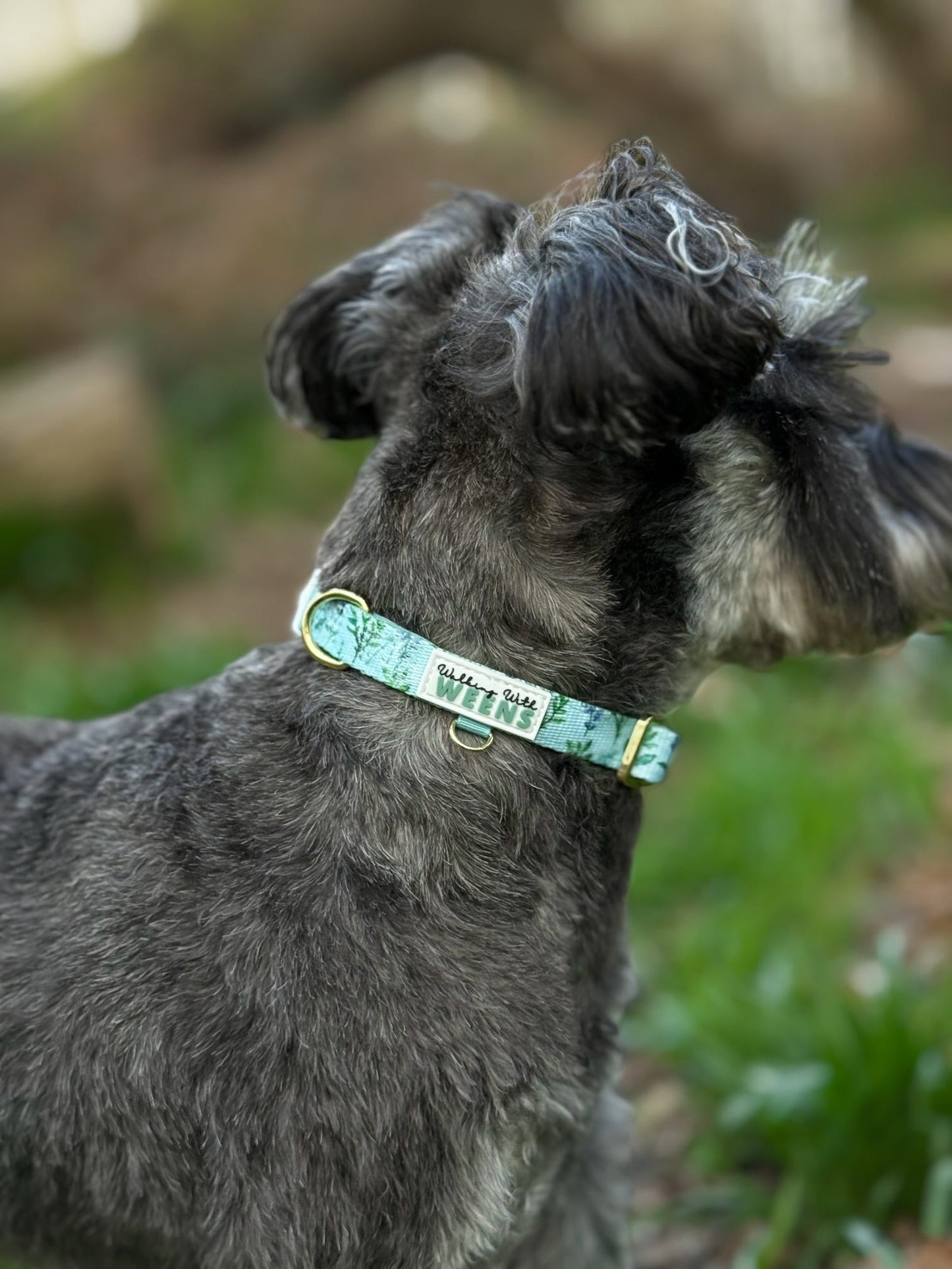 Sage Springs - Collar