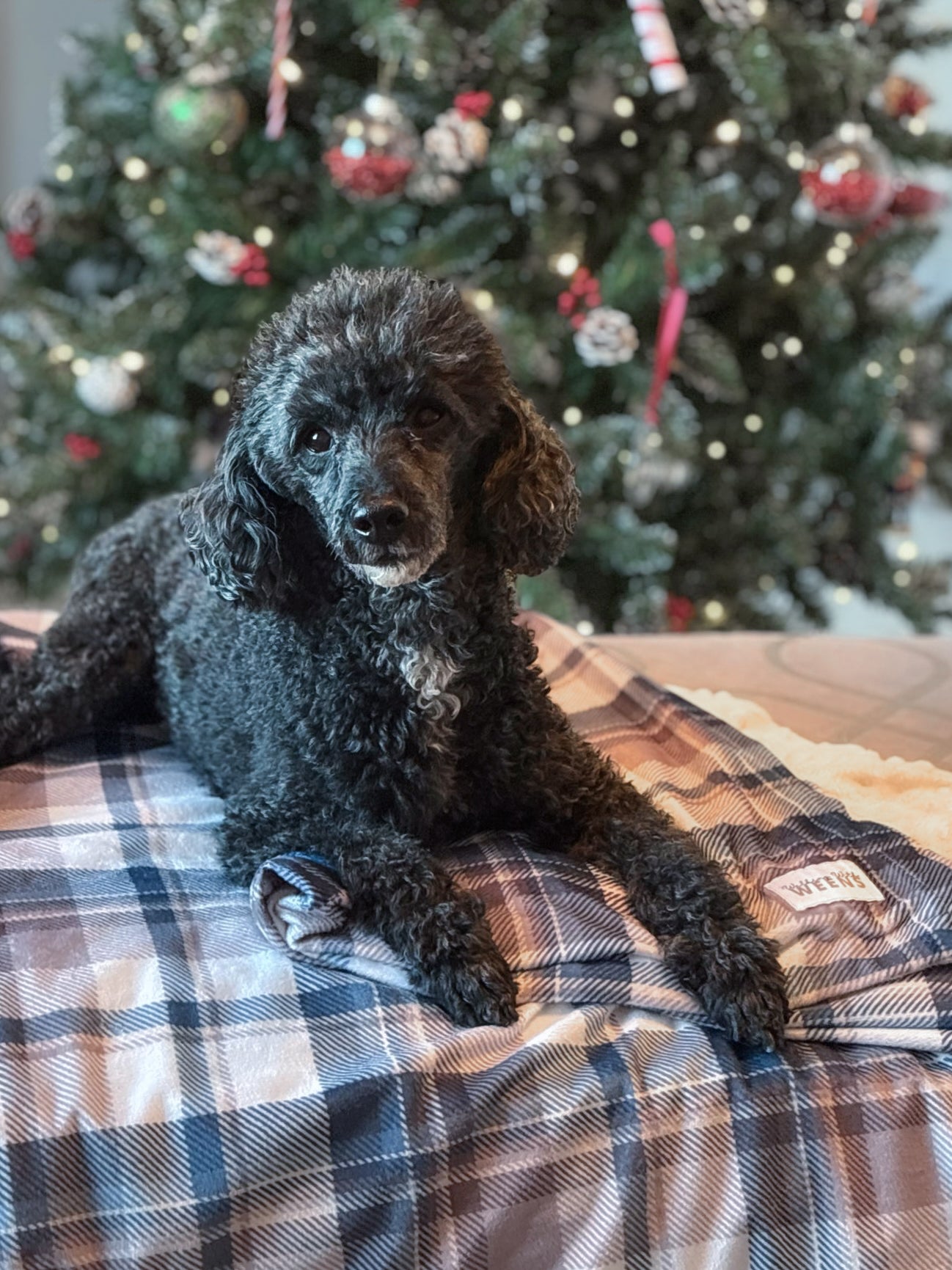 Frosted Flannel - Snuggle Sized Blanket