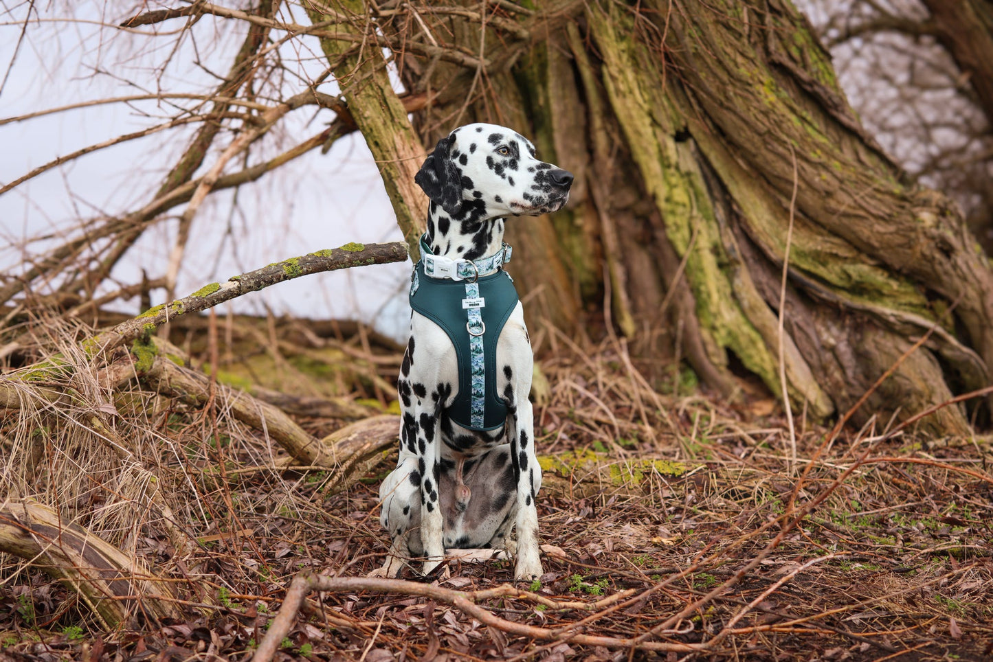 SECONDS - Hidden Highlands - Adjustable Harness