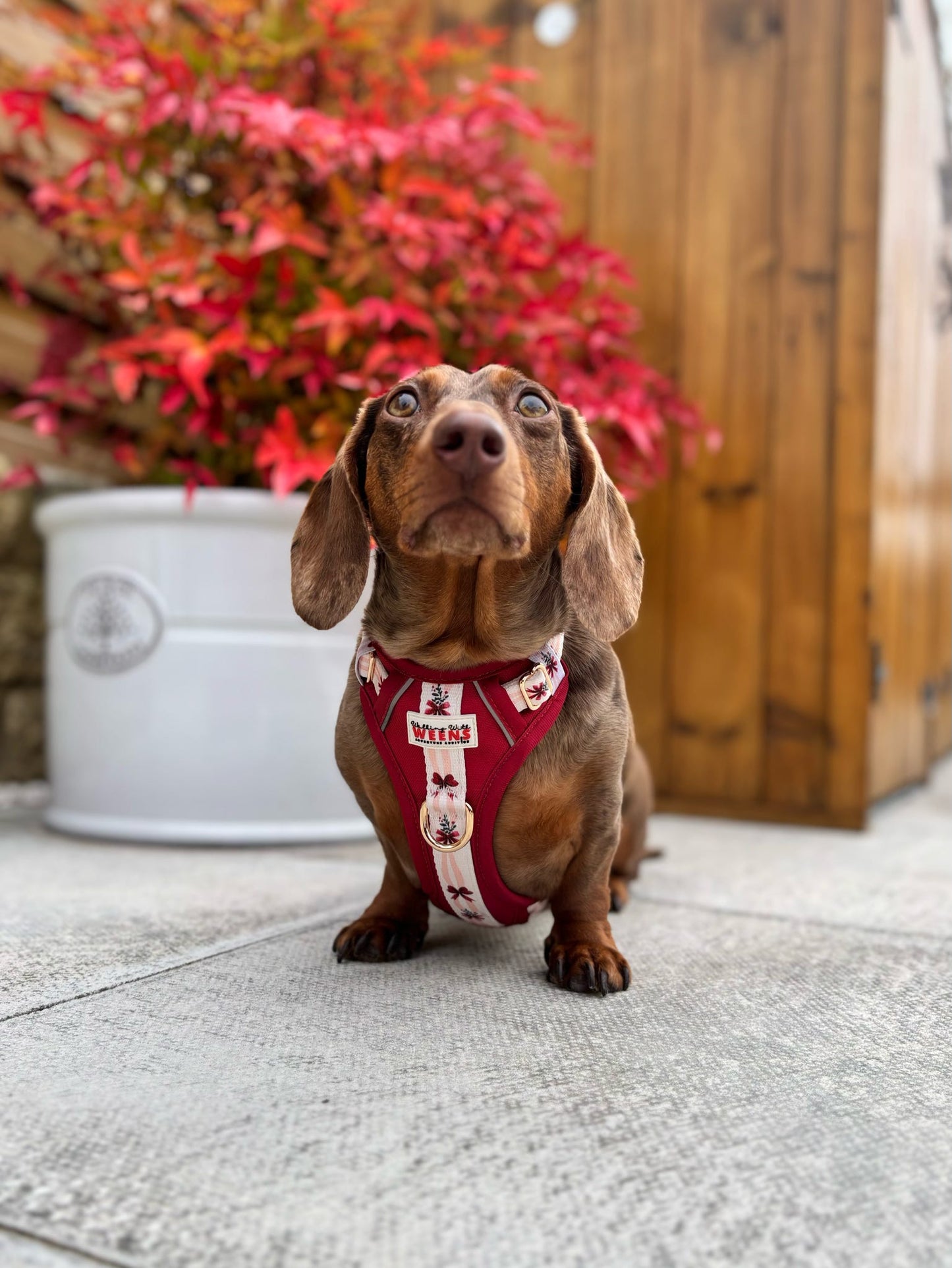 Classic Crimson - Adventure Addition