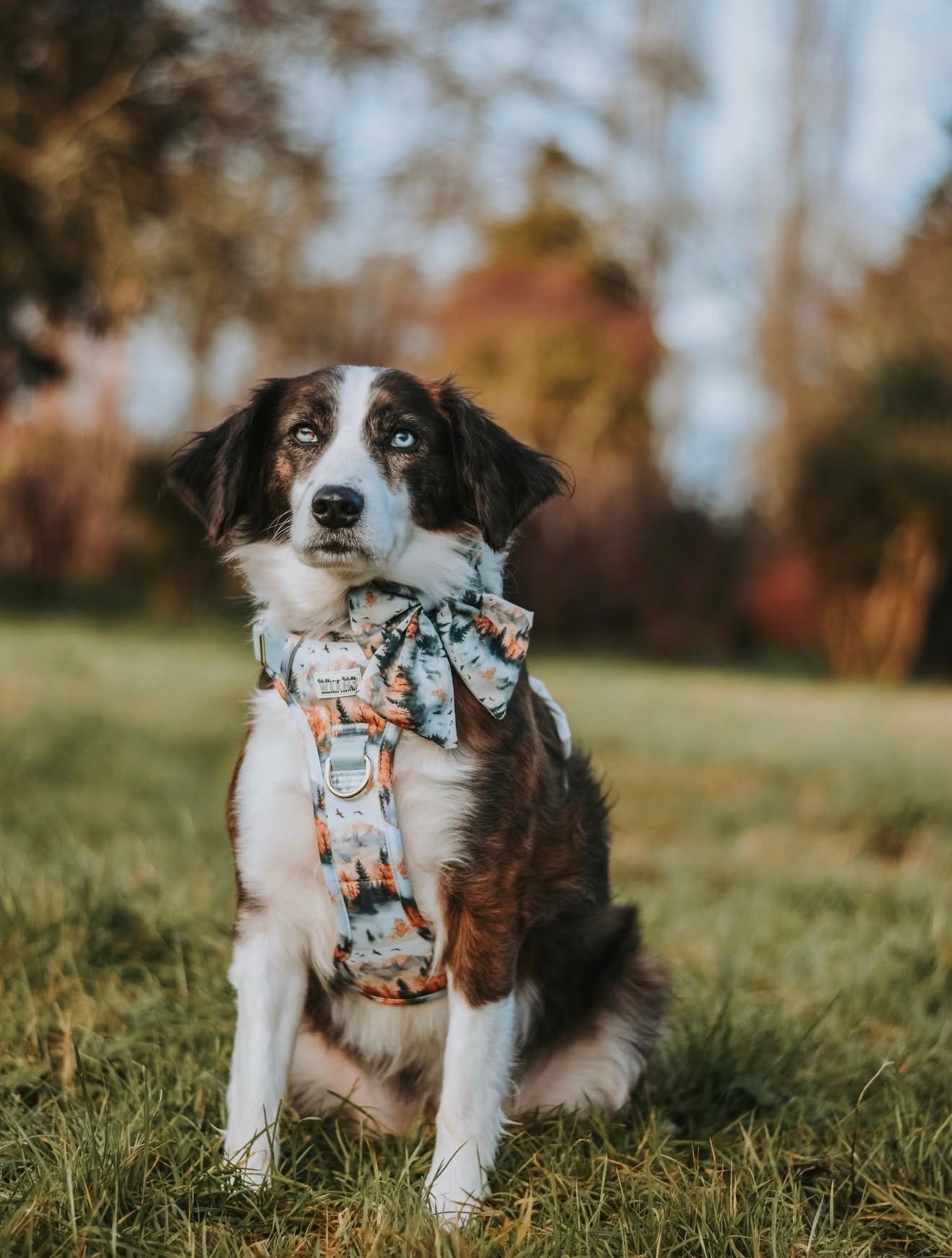 Pinewood Peaks - Adventure Addition