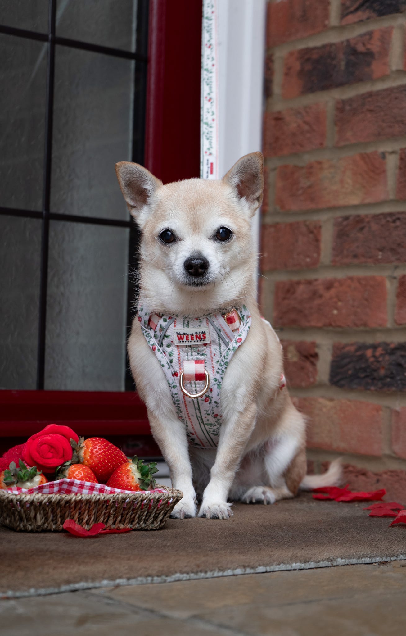 Berries and Bloom - Adventure Addition (See description)