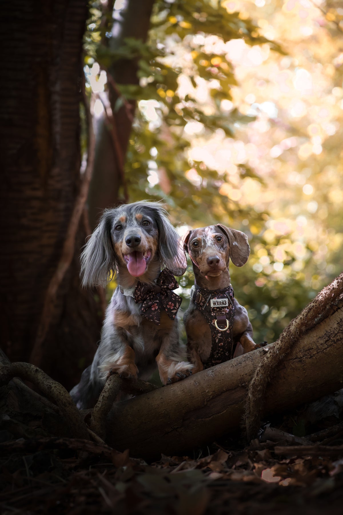 Walnut Woodlands - Adventure Addition