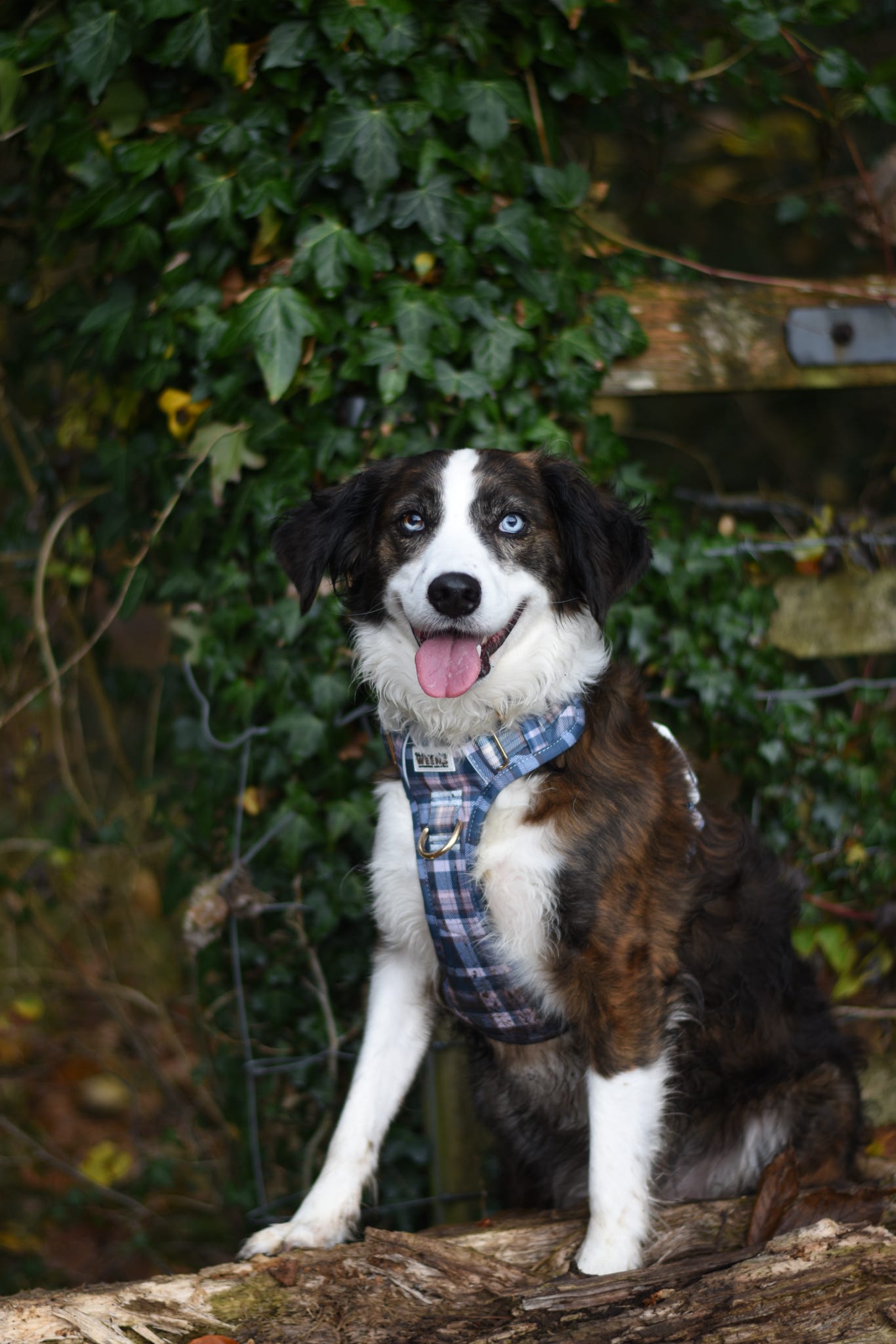 Frosted Flannel - Adventure Addition