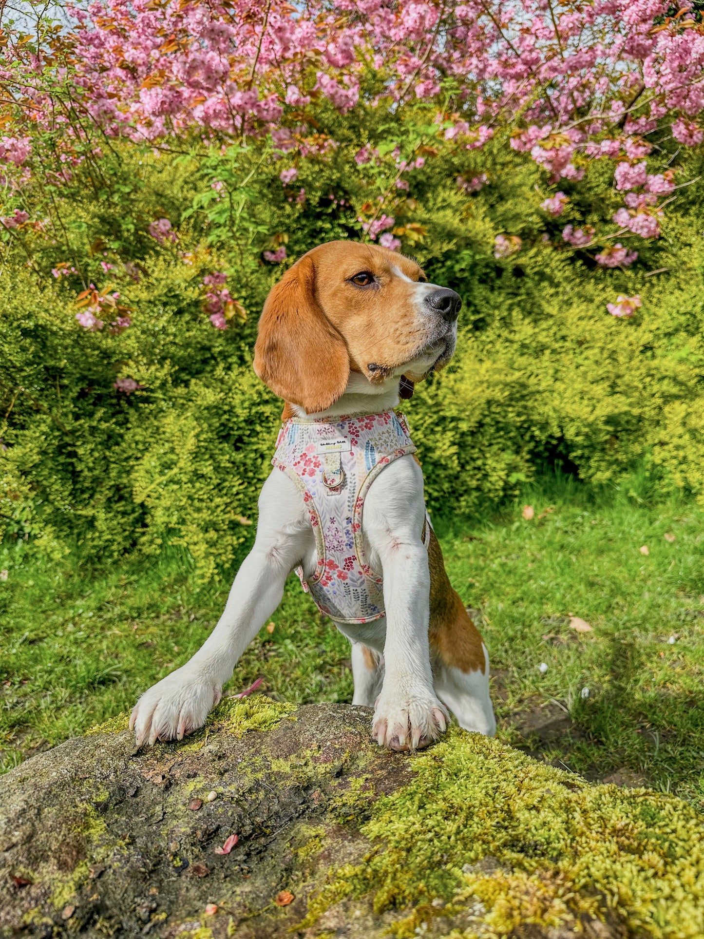 Fields Of Blossom - Adjustable Harness