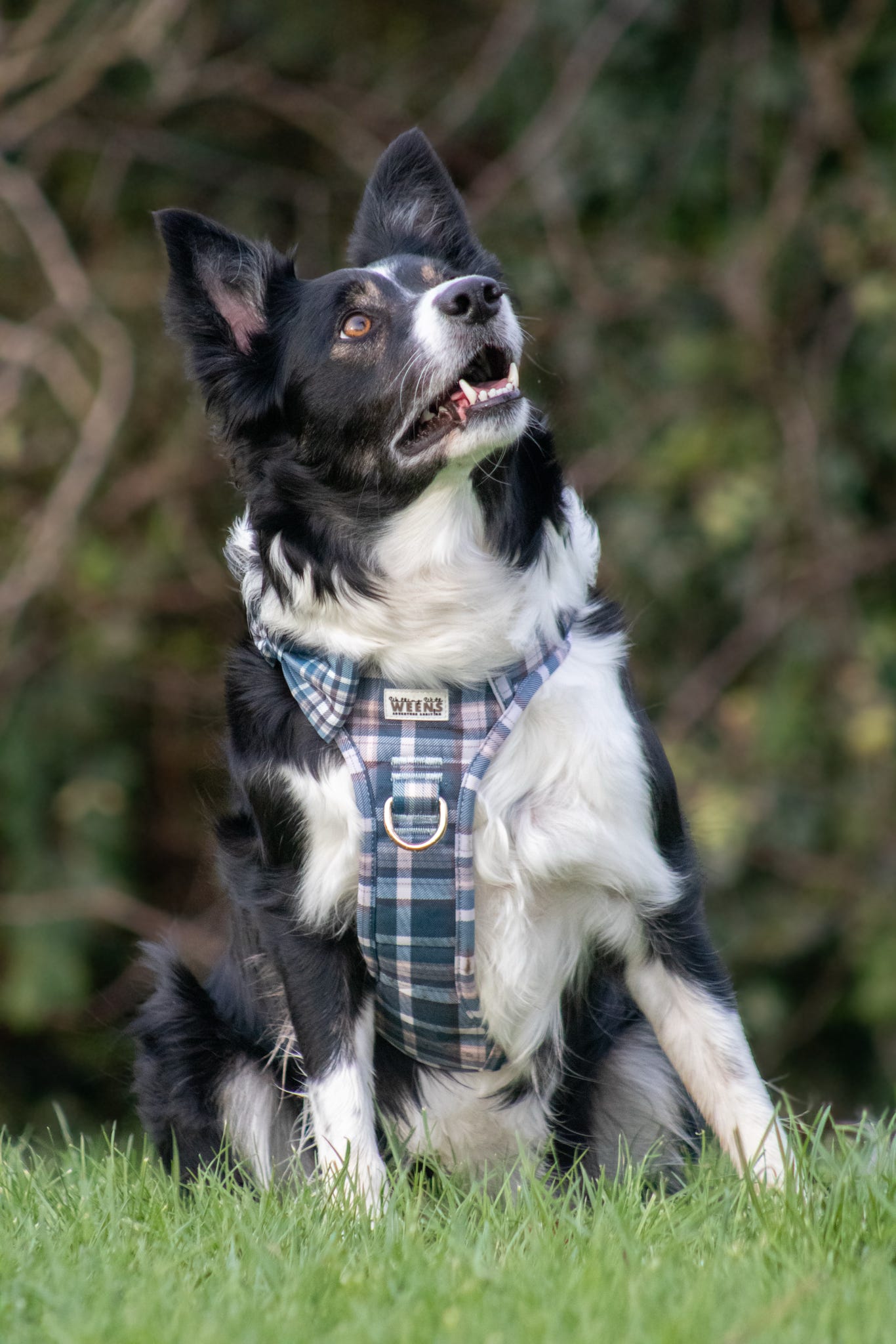 Frosted Flannel - Adventure Addition