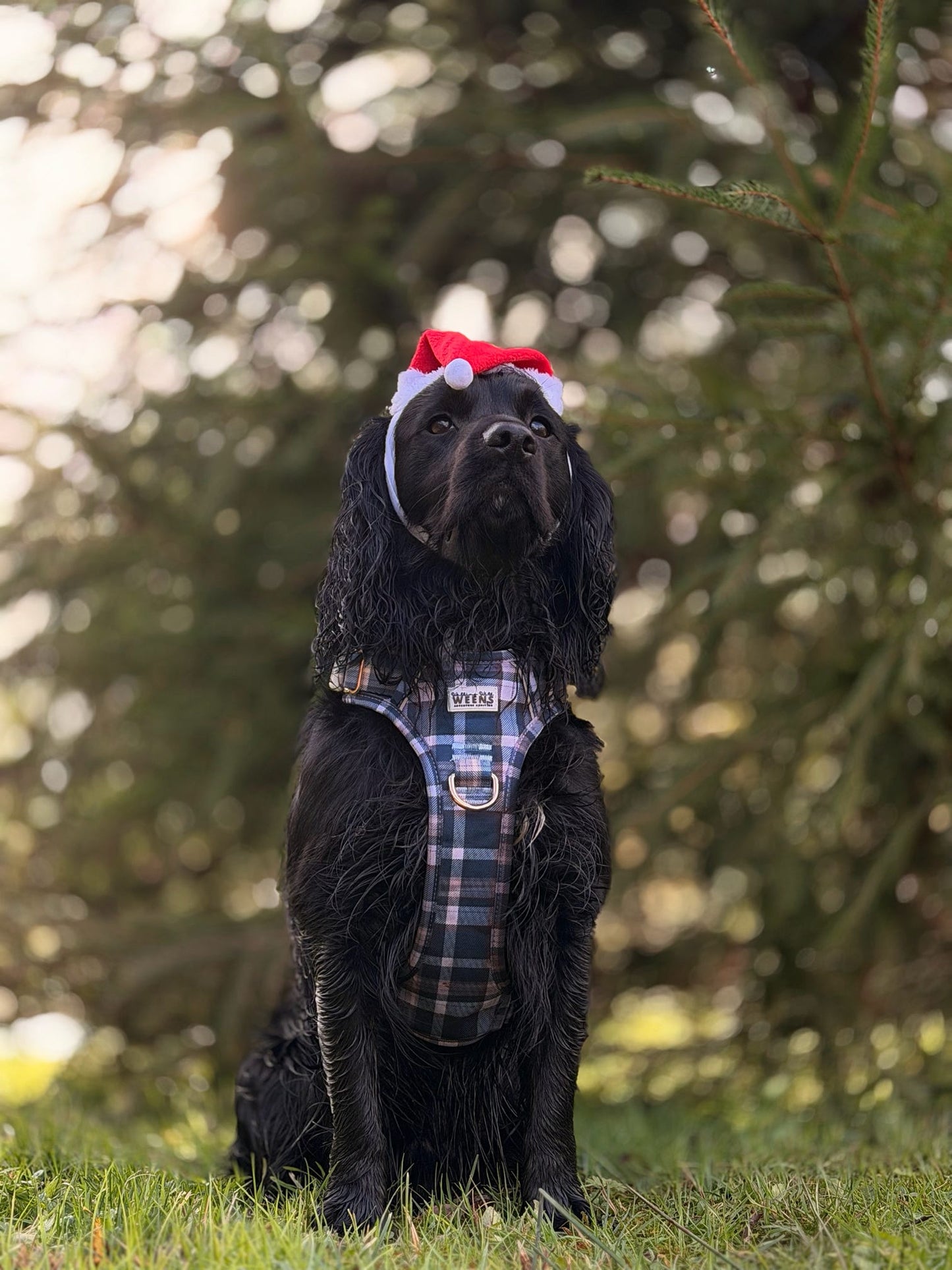 Frosted Flannel - Adventure Addition