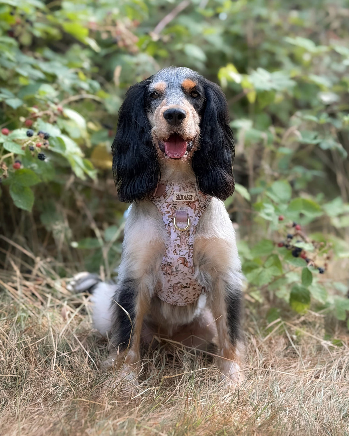Bramble Burrows - Adventure Addition