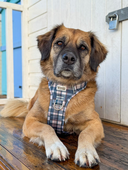 Frosted Flannel - Adventure Addition