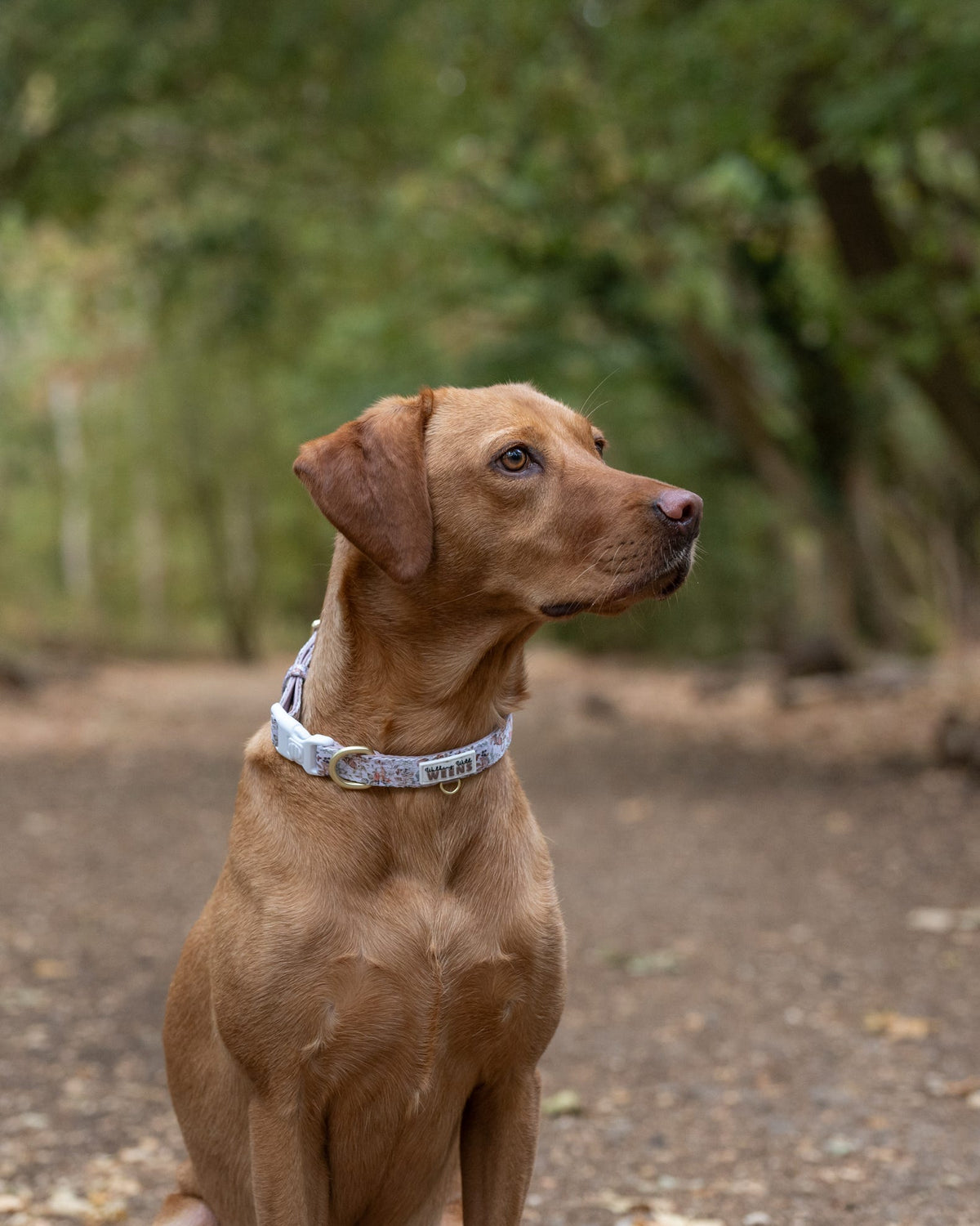 Bramble Burrows - Collar