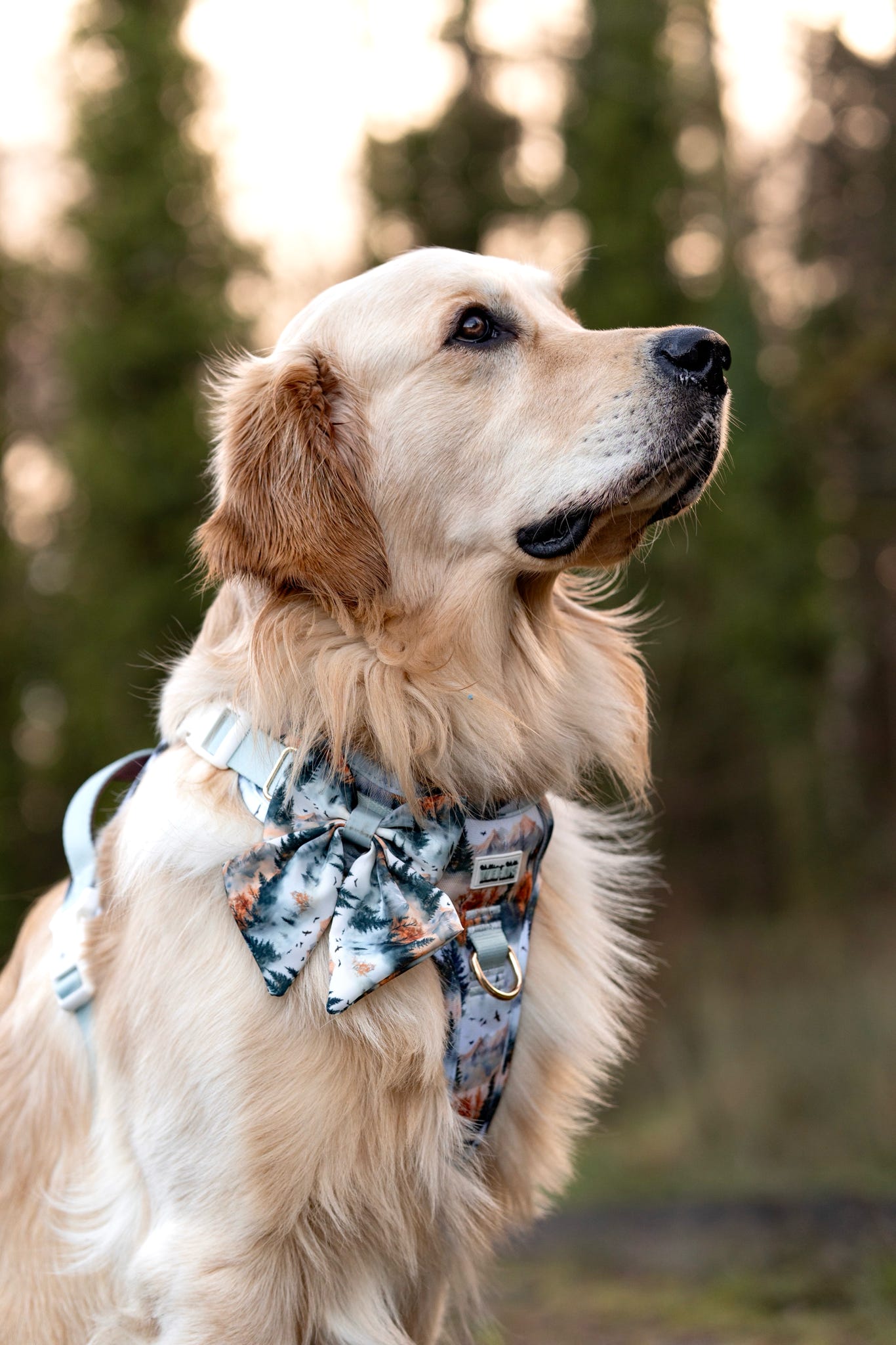 Pinewood Peaks - Sailor Bow