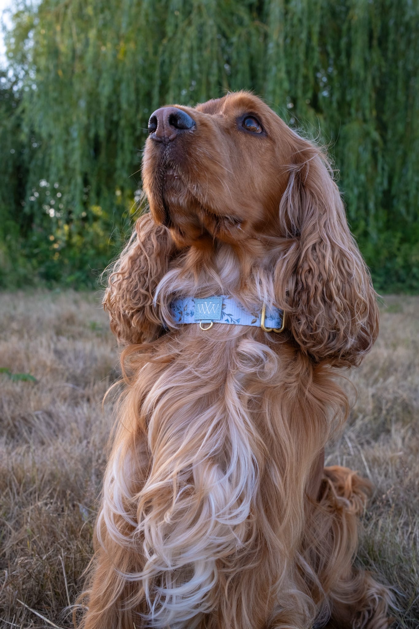 Cornflower Cottage - Martingale Collar