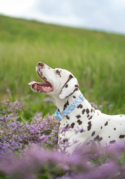 Cornflower Cottage - Martingale Collar