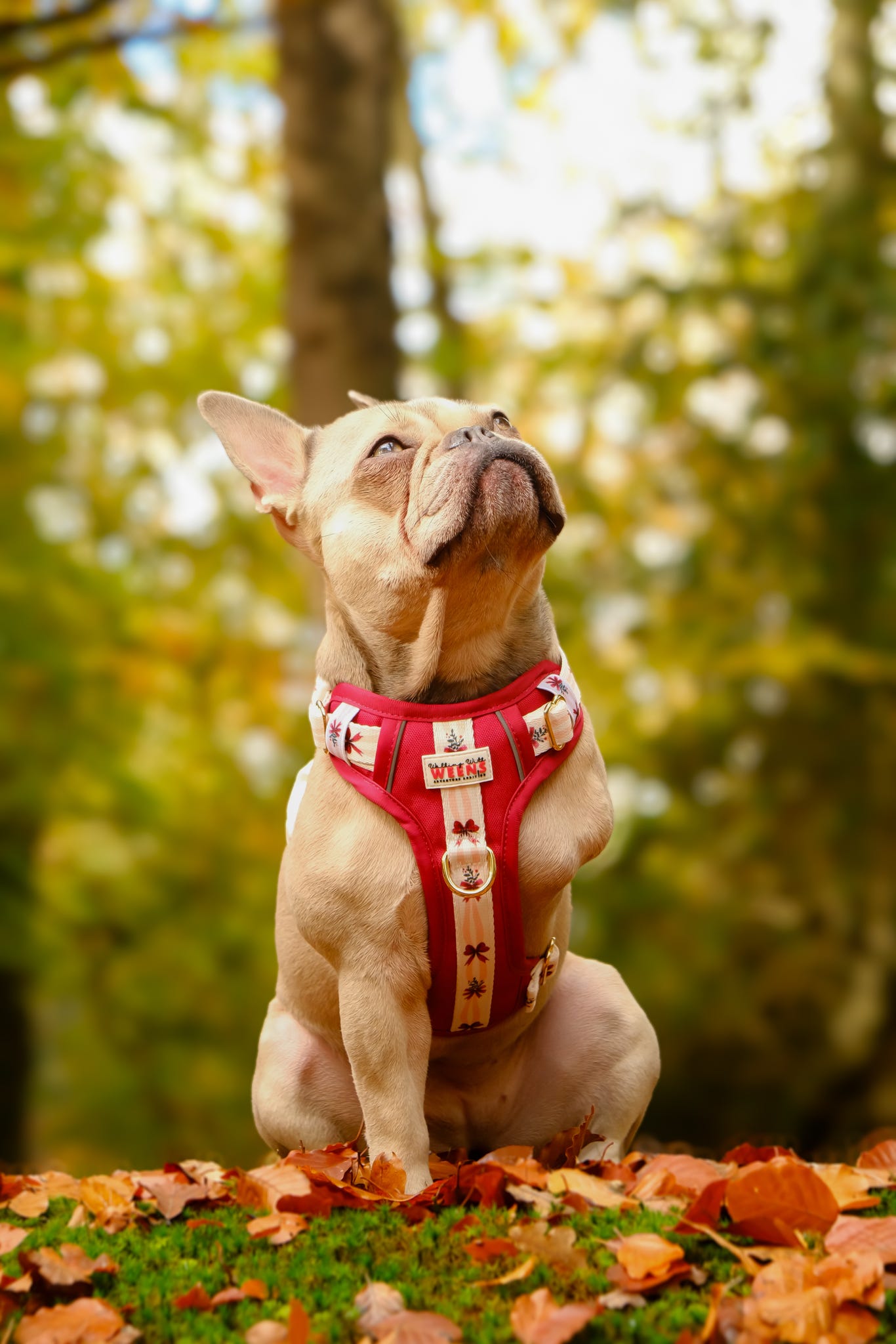 Classic Crimson - Adventure Addition