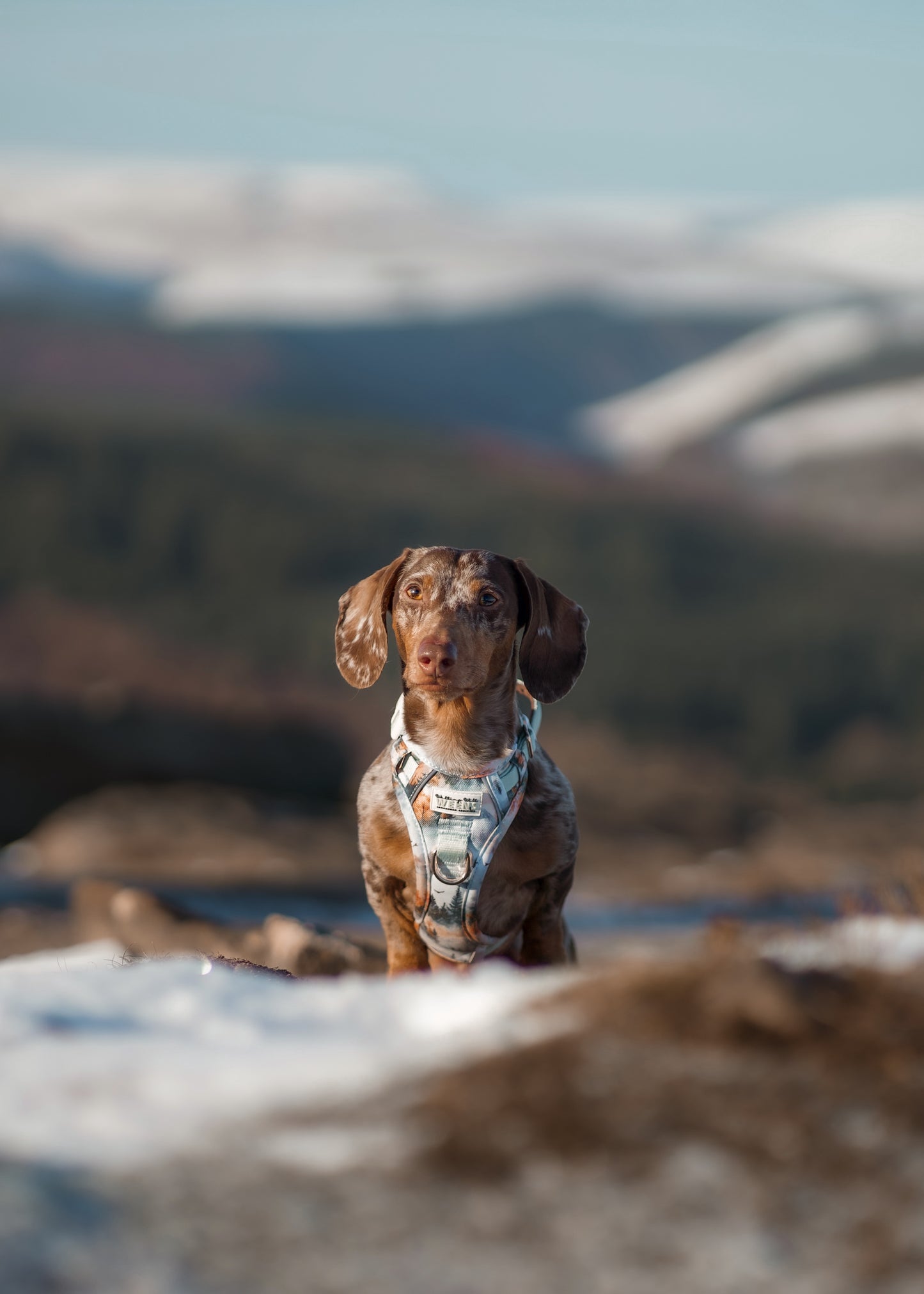 Pinewood Peaks - Adventure Addition