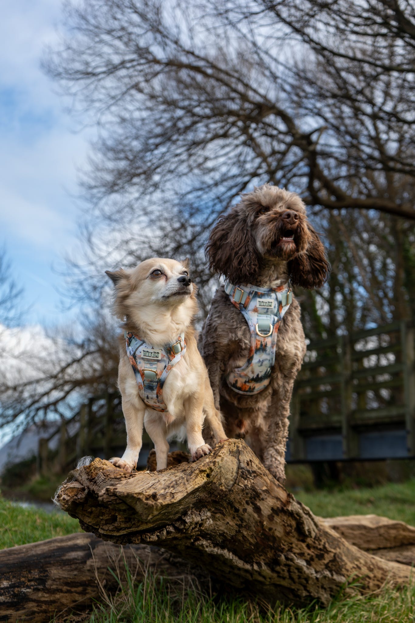 Pinewood Peaks - Adventure Addition