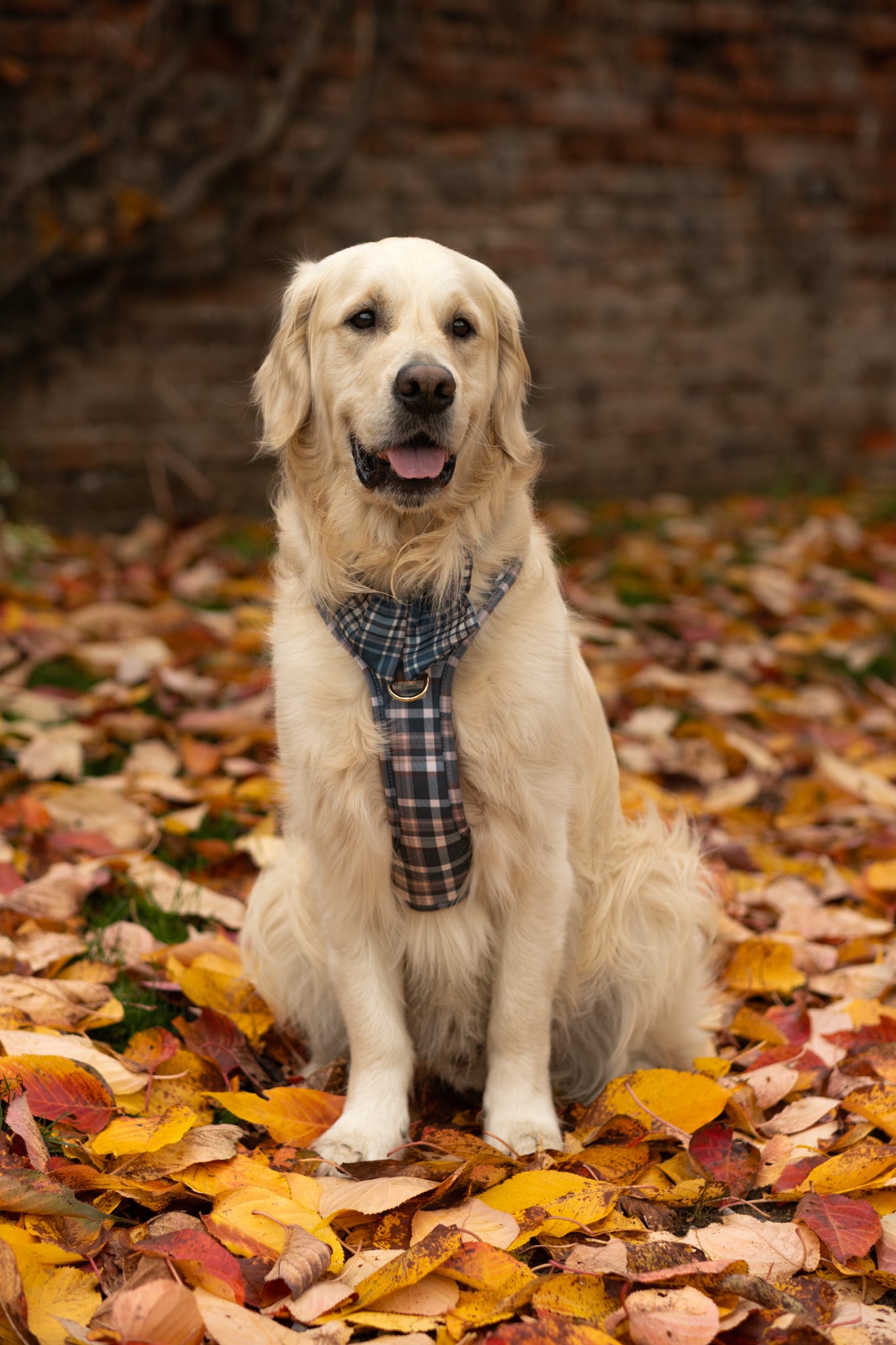 Frosted Flannel - Adventure Addition