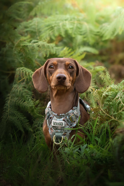 Fern Forest - Adventure Addition
