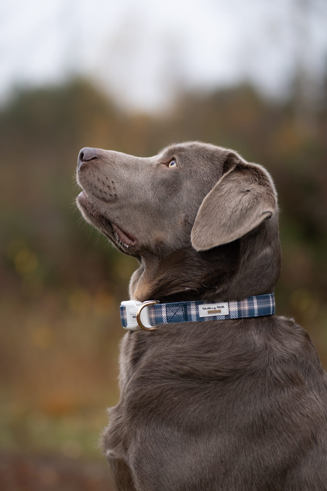 Frosted Flannel - Collar