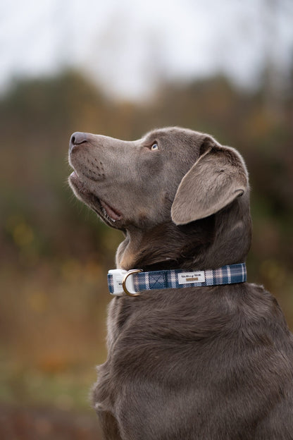 Frosted Flannel - Collar