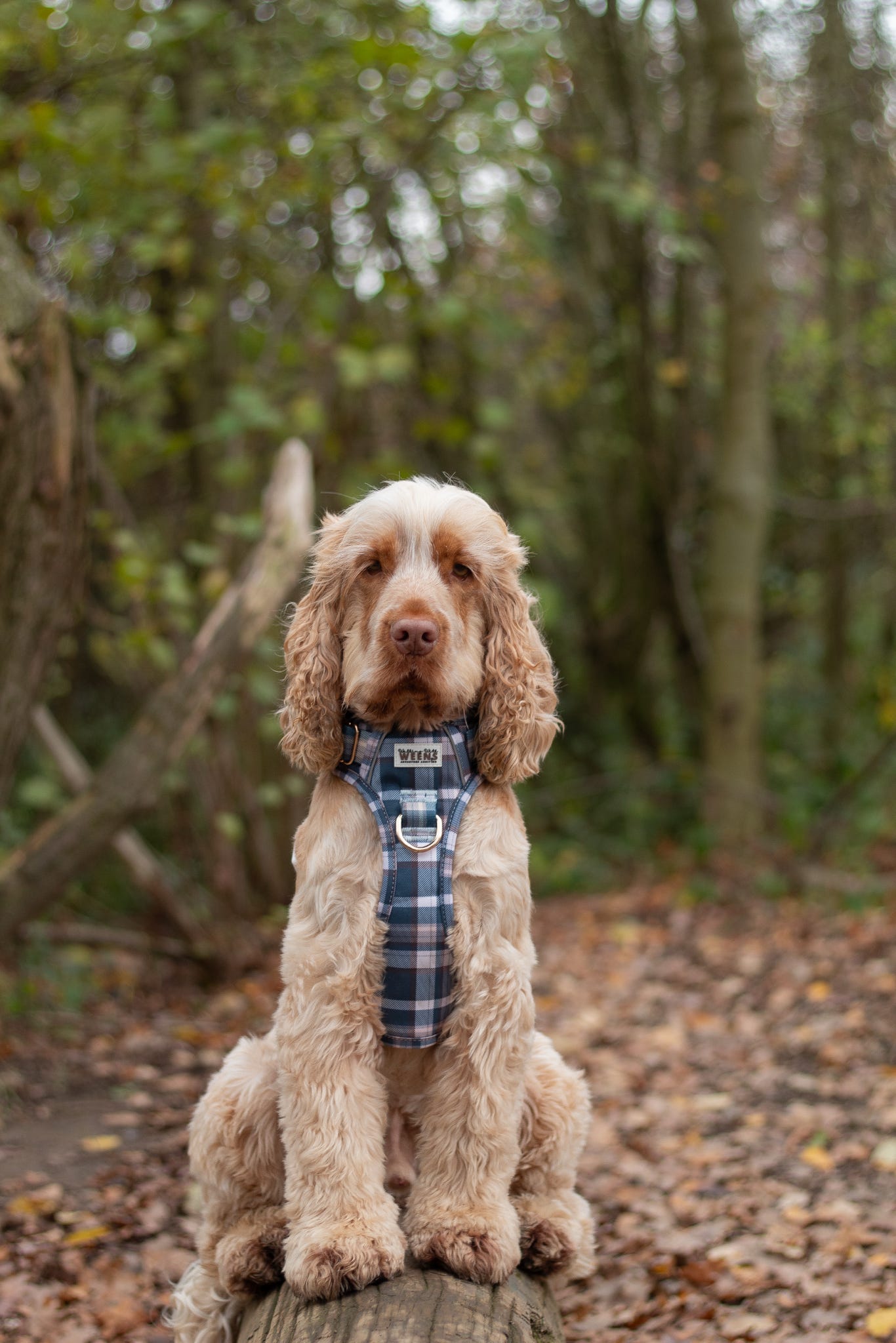 Frosted Flannel - Adventure Addition