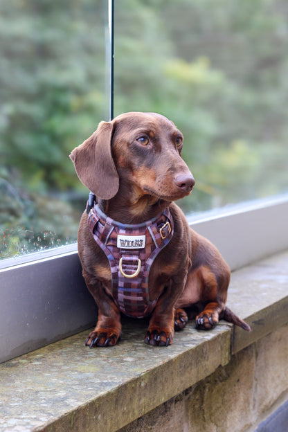 SECONDS - Paddington Plaid - Adventure Addition
