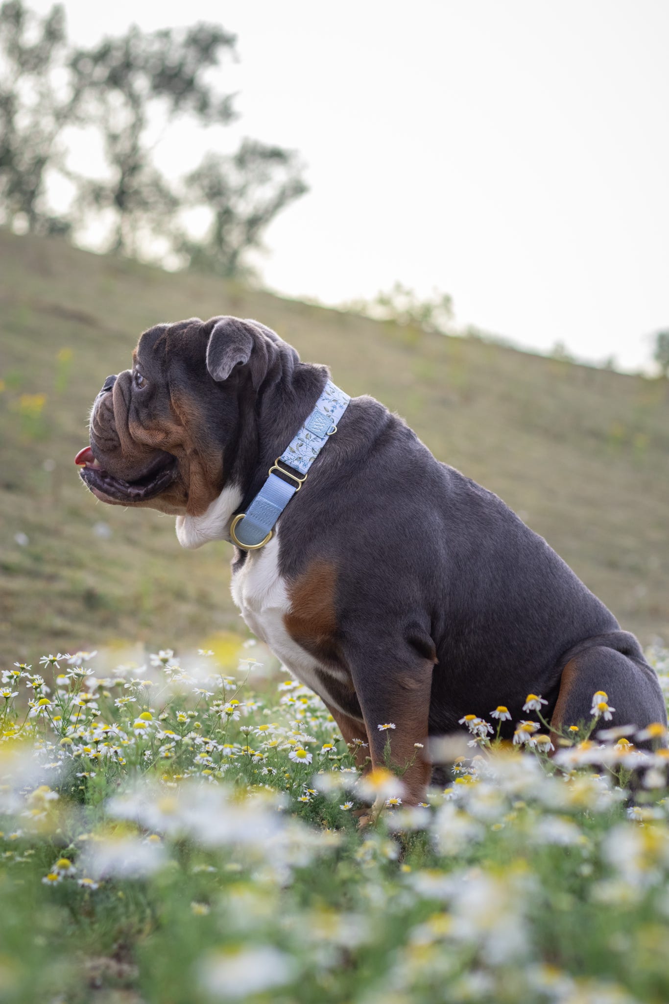 Cornflower Cottage - Martingale Collar