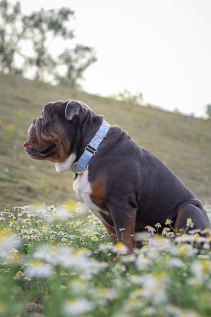 Cornflower Cottage - Martingale Collar