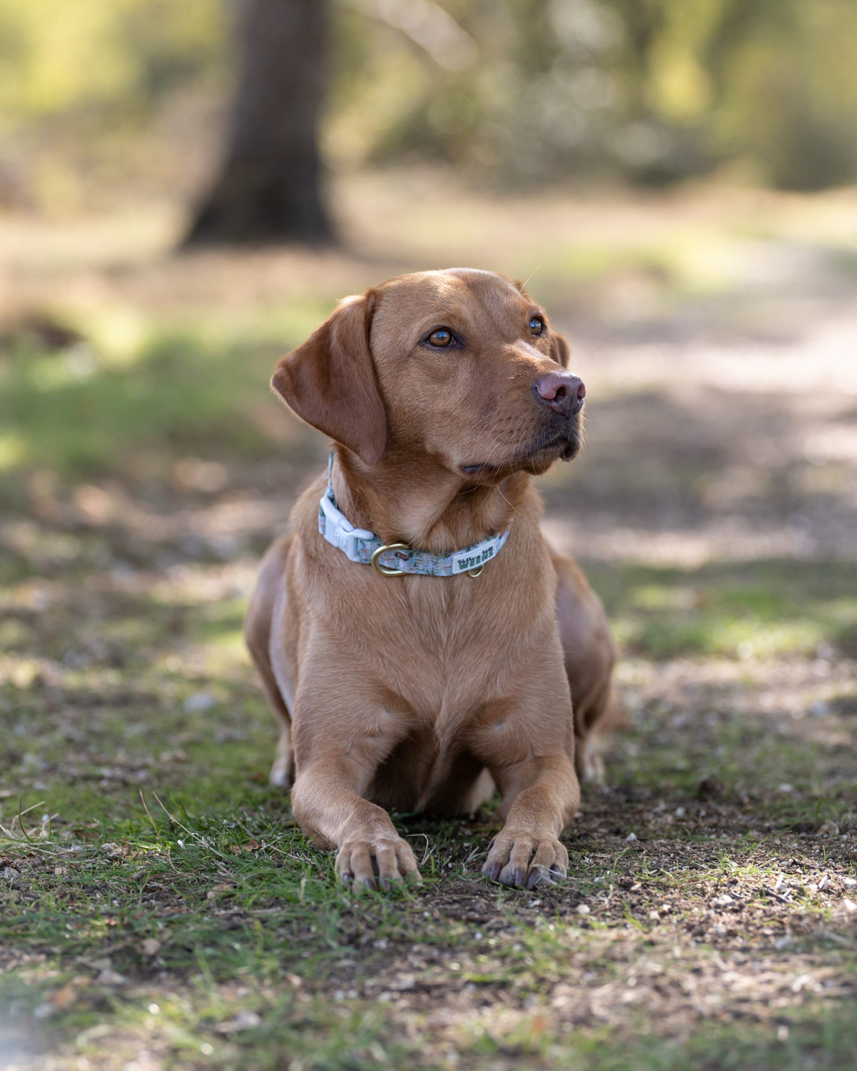 Fern Forest - Collar