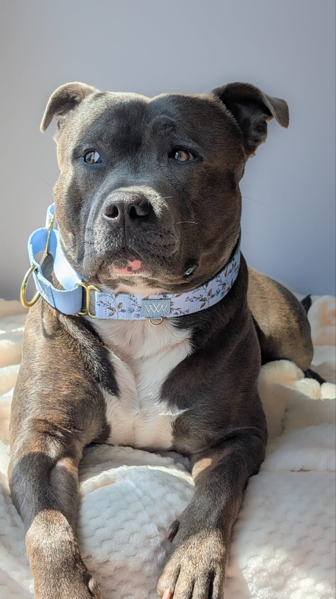 Cornflower Cottage - Martingale Collar