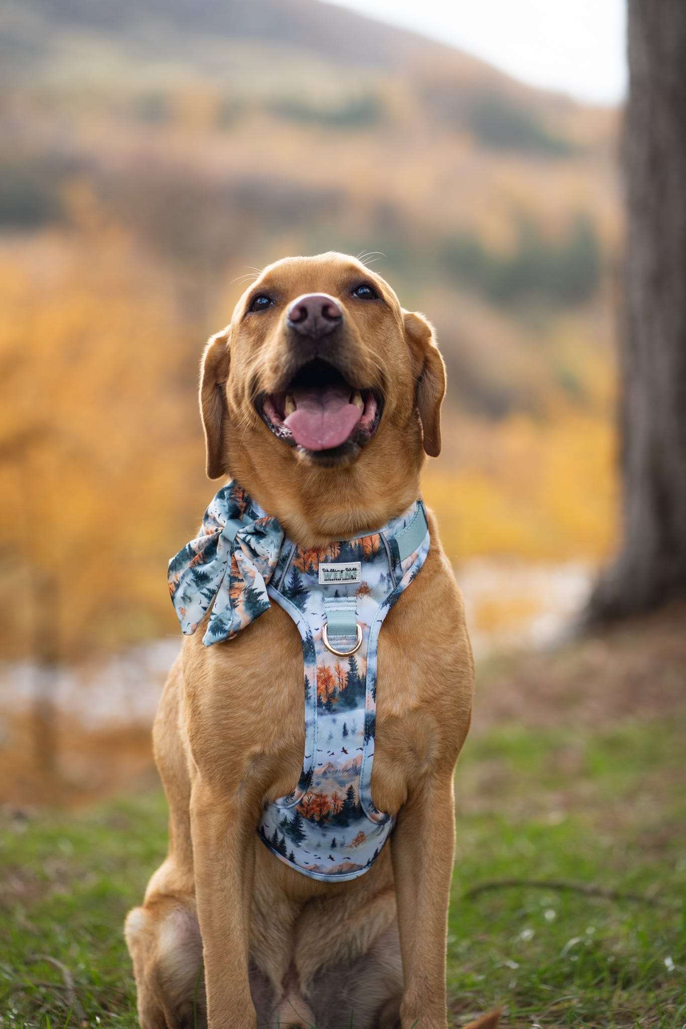 Pinewood Peaks - Sailor Bow