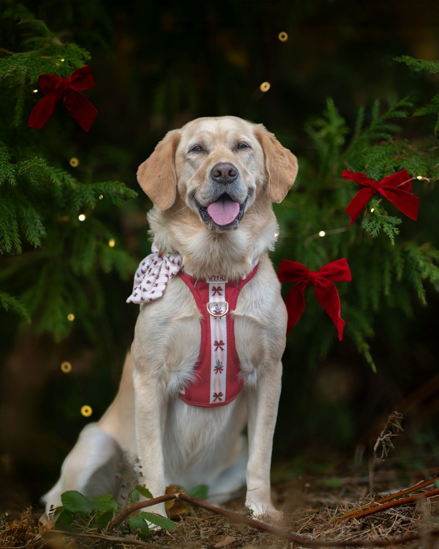 Classic Crimson - Adventure Addition