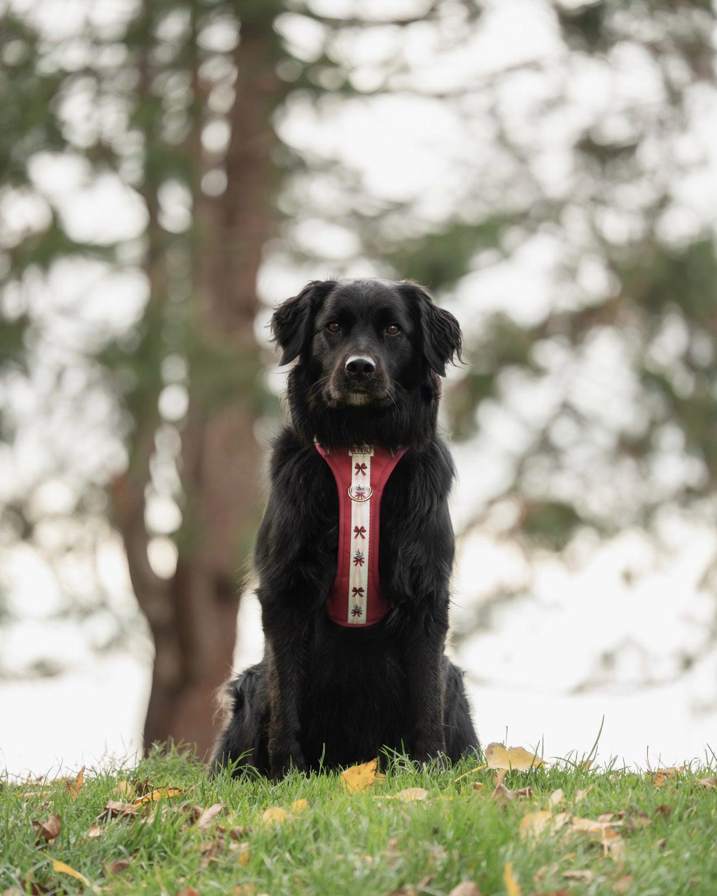 Classic Crimson - Adventure Addition