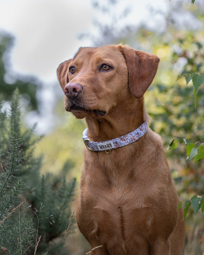 Bramble Burrows - Collar