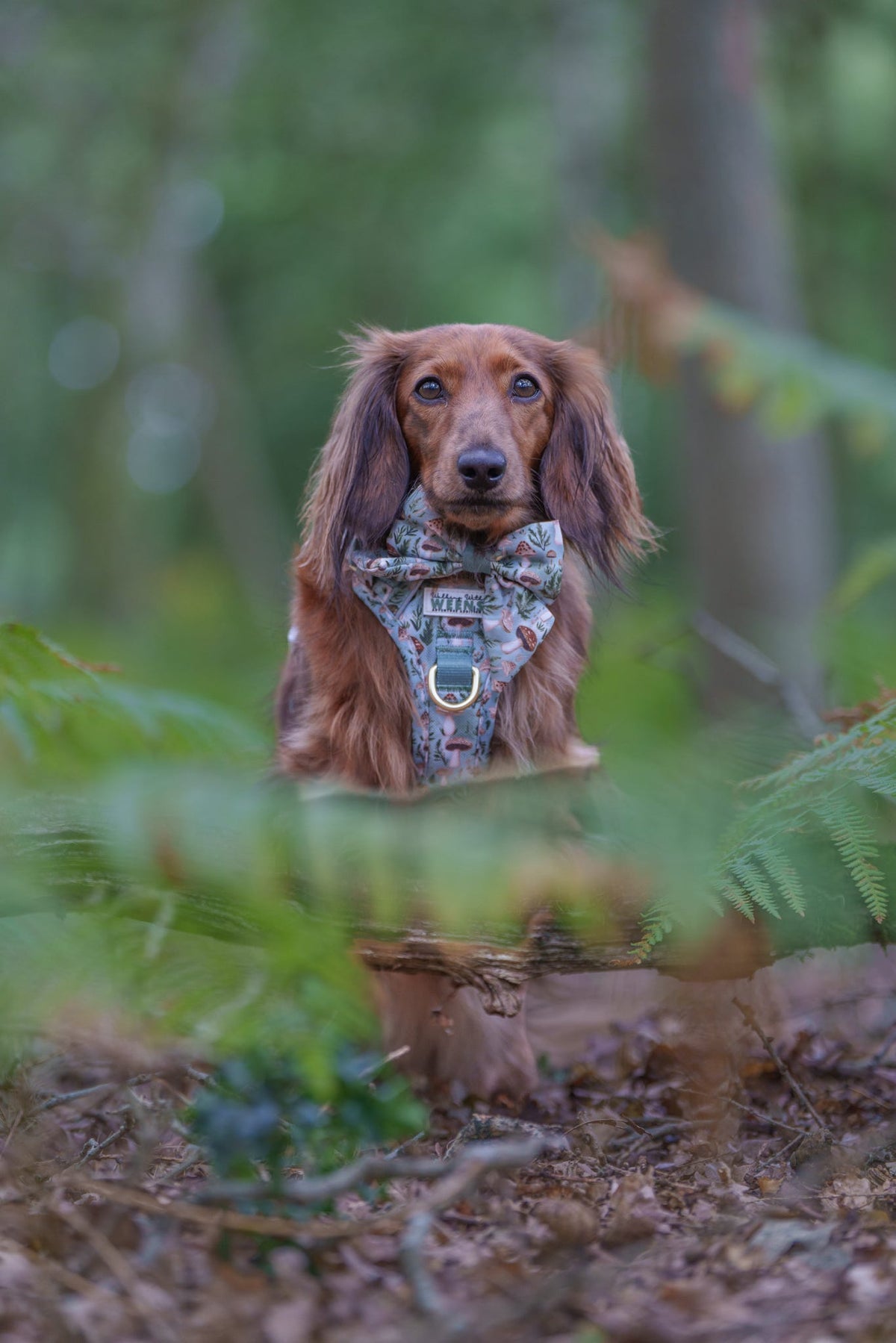 Fern Forest - Sailor Bow