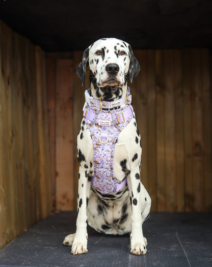 Western Wildflower - Collar